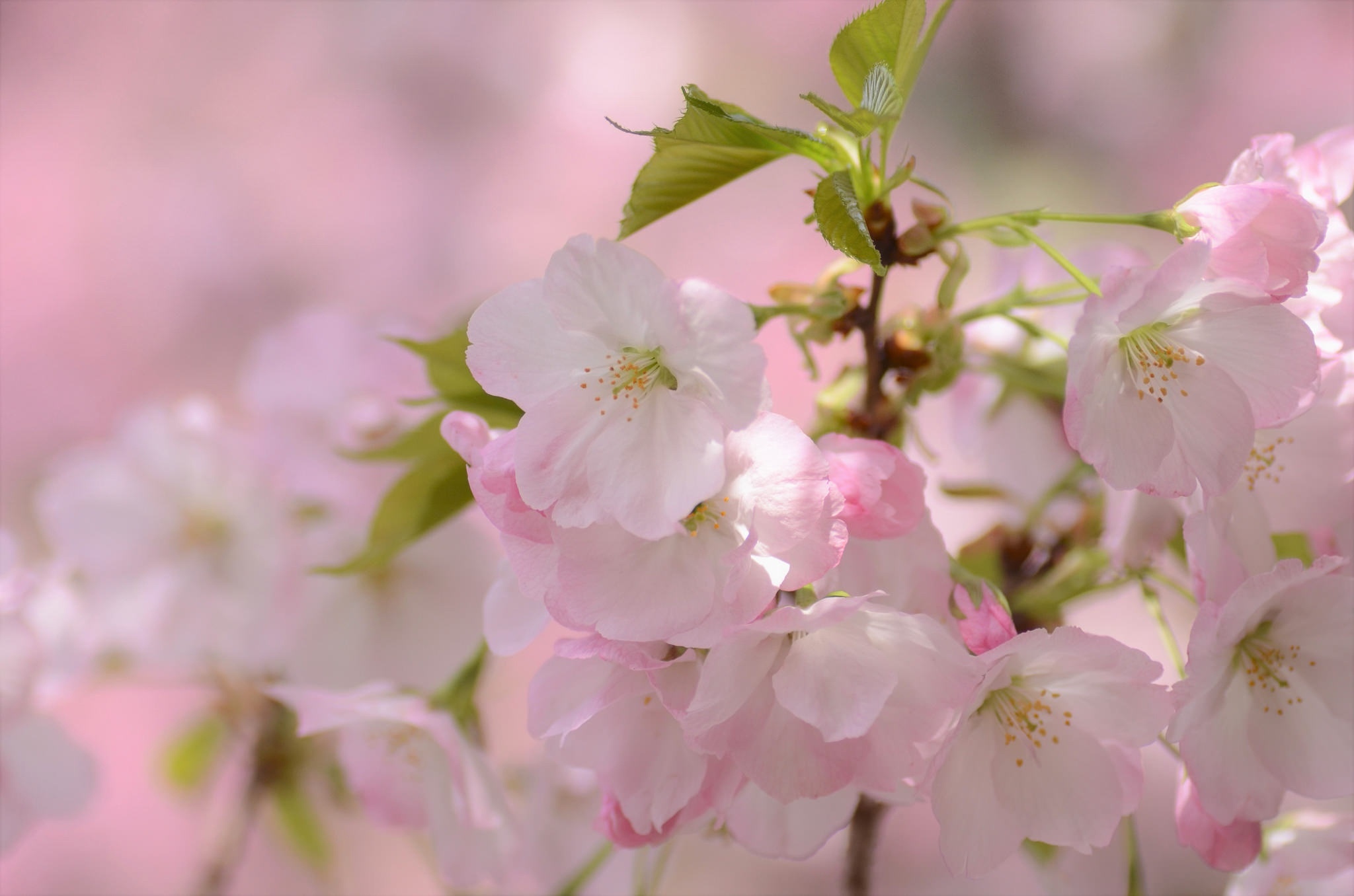 Цветы яблони Сакуры