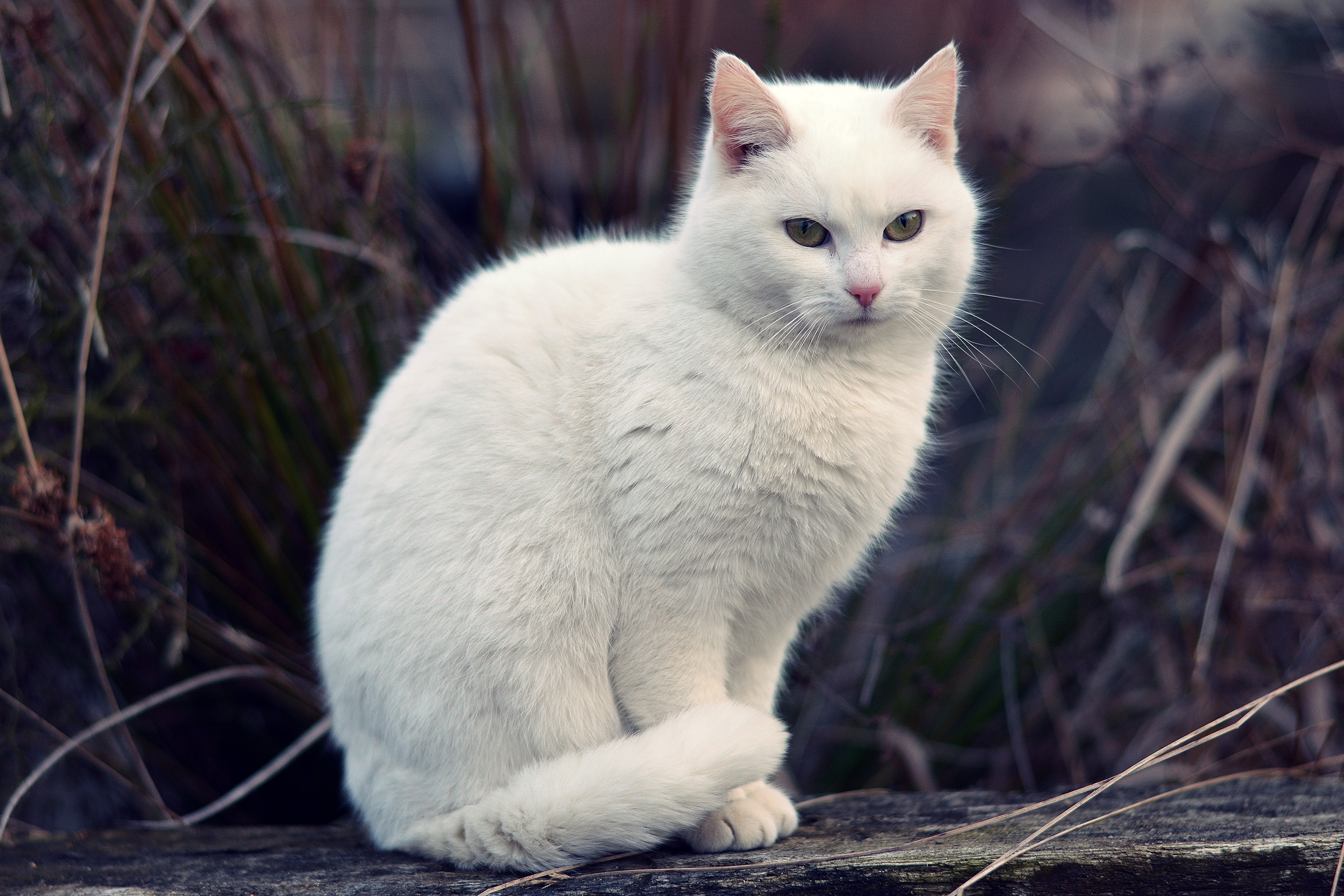 Картинки котиков белых