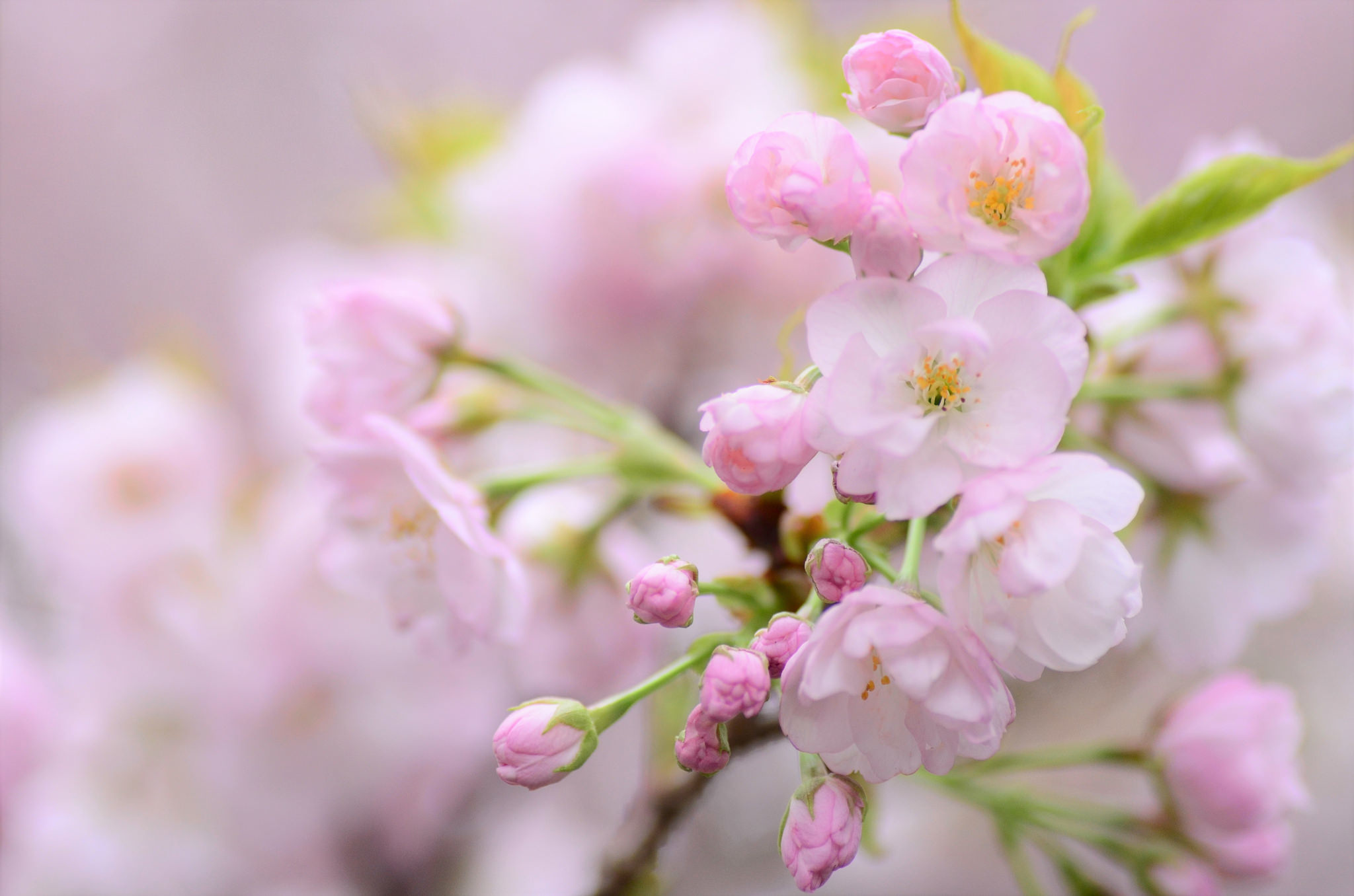 Цветы сакуры картинки красивые