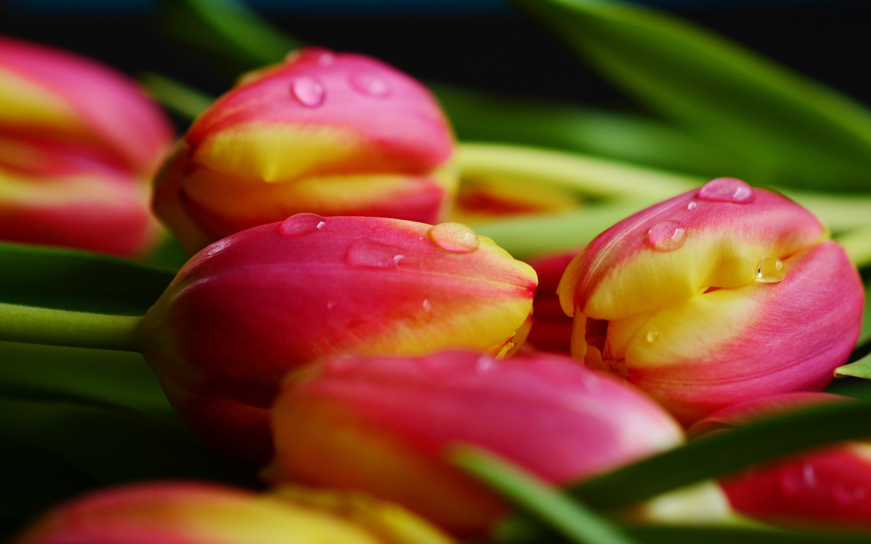 Макрофото тюльпанов