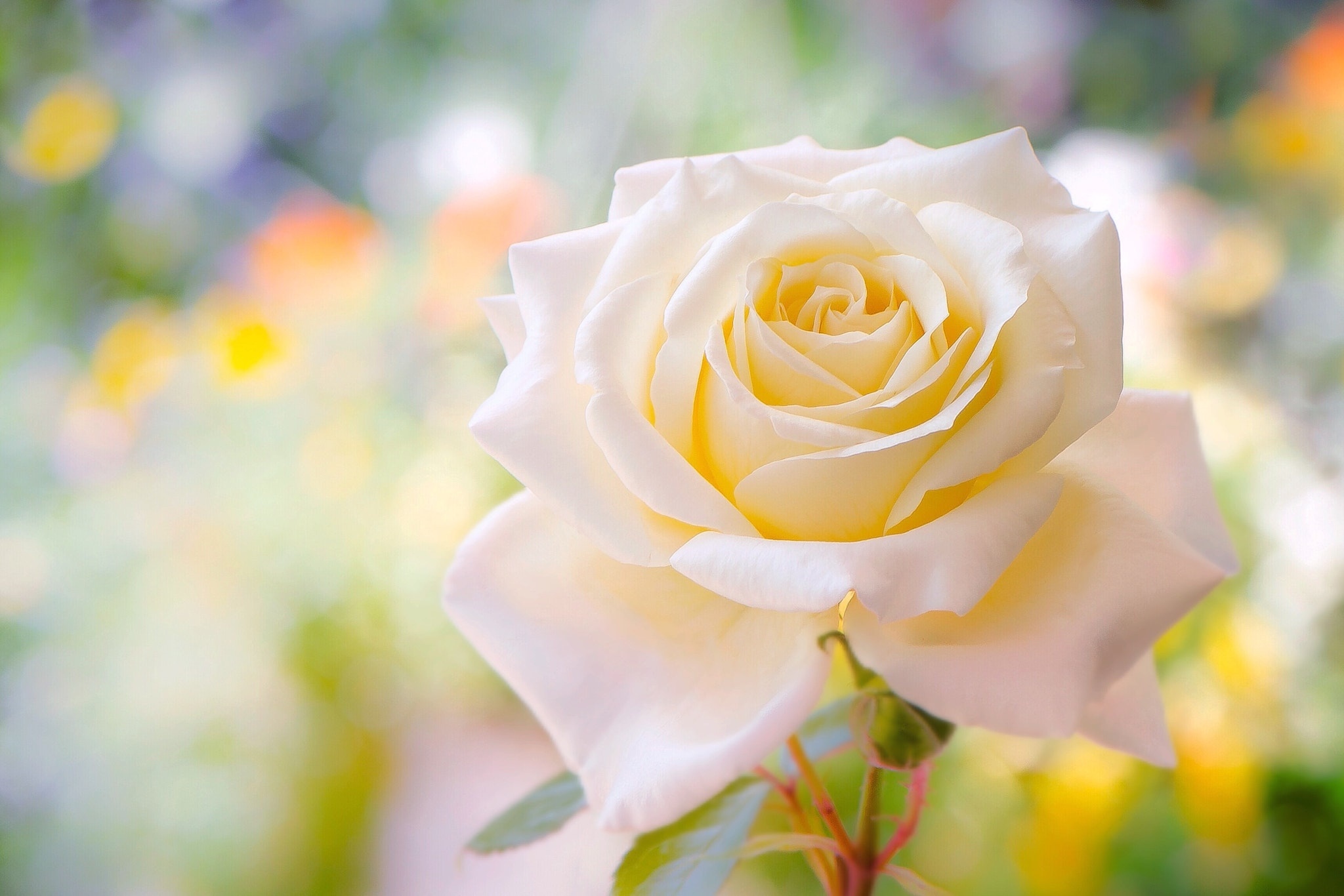 Белая красивая роза на солнышке
