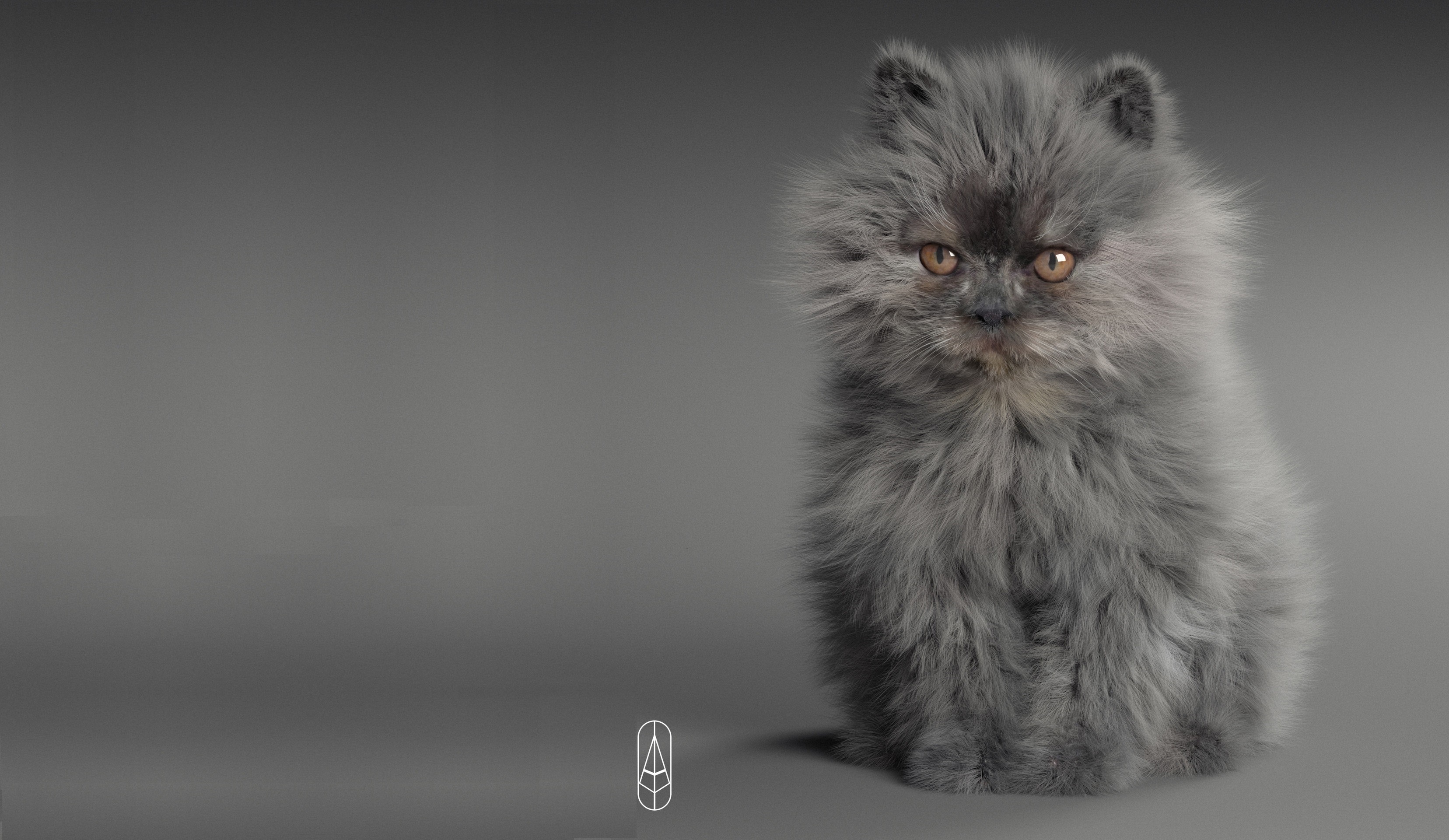 серый пушистый котенок фото