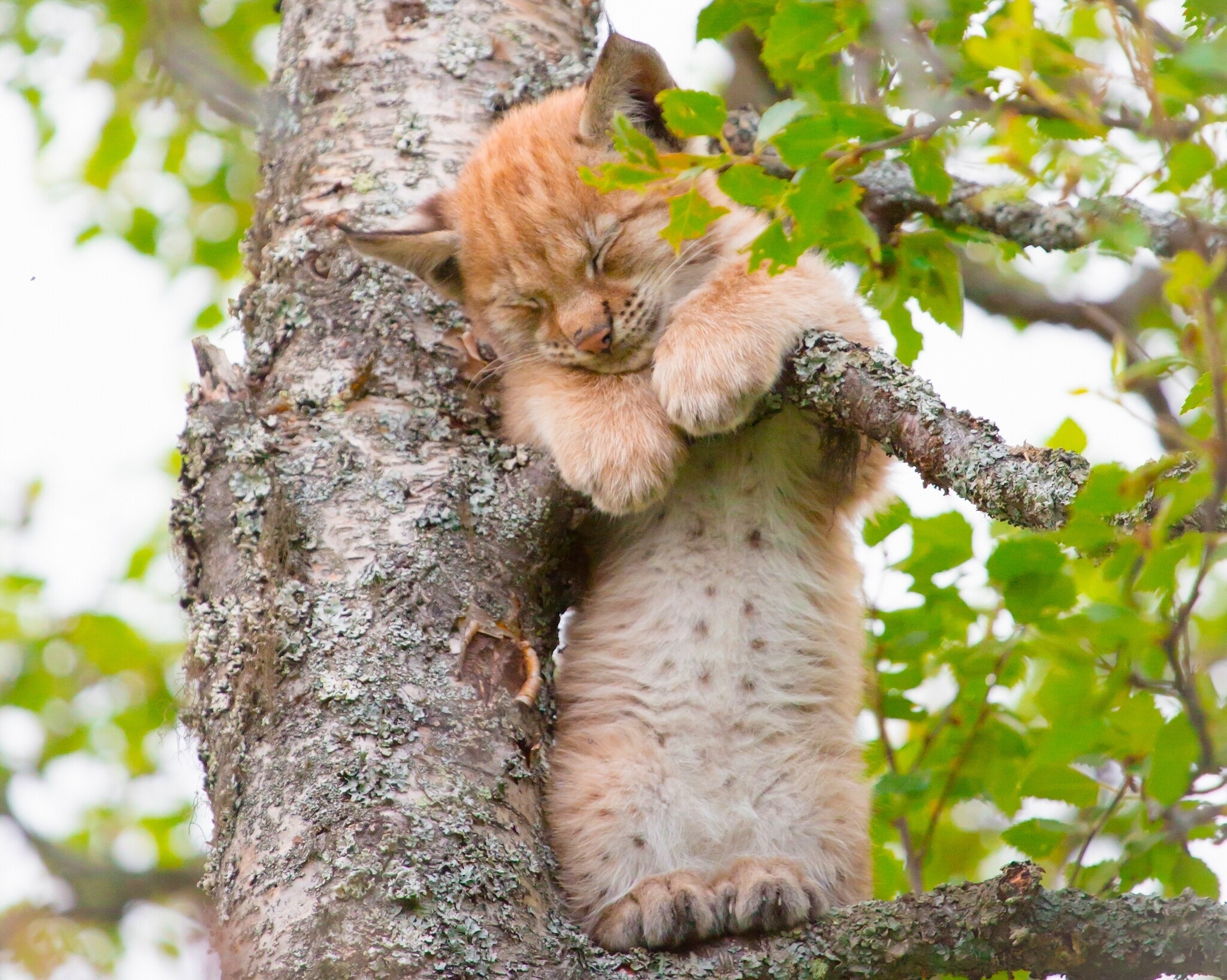 Рысь спит на дереве