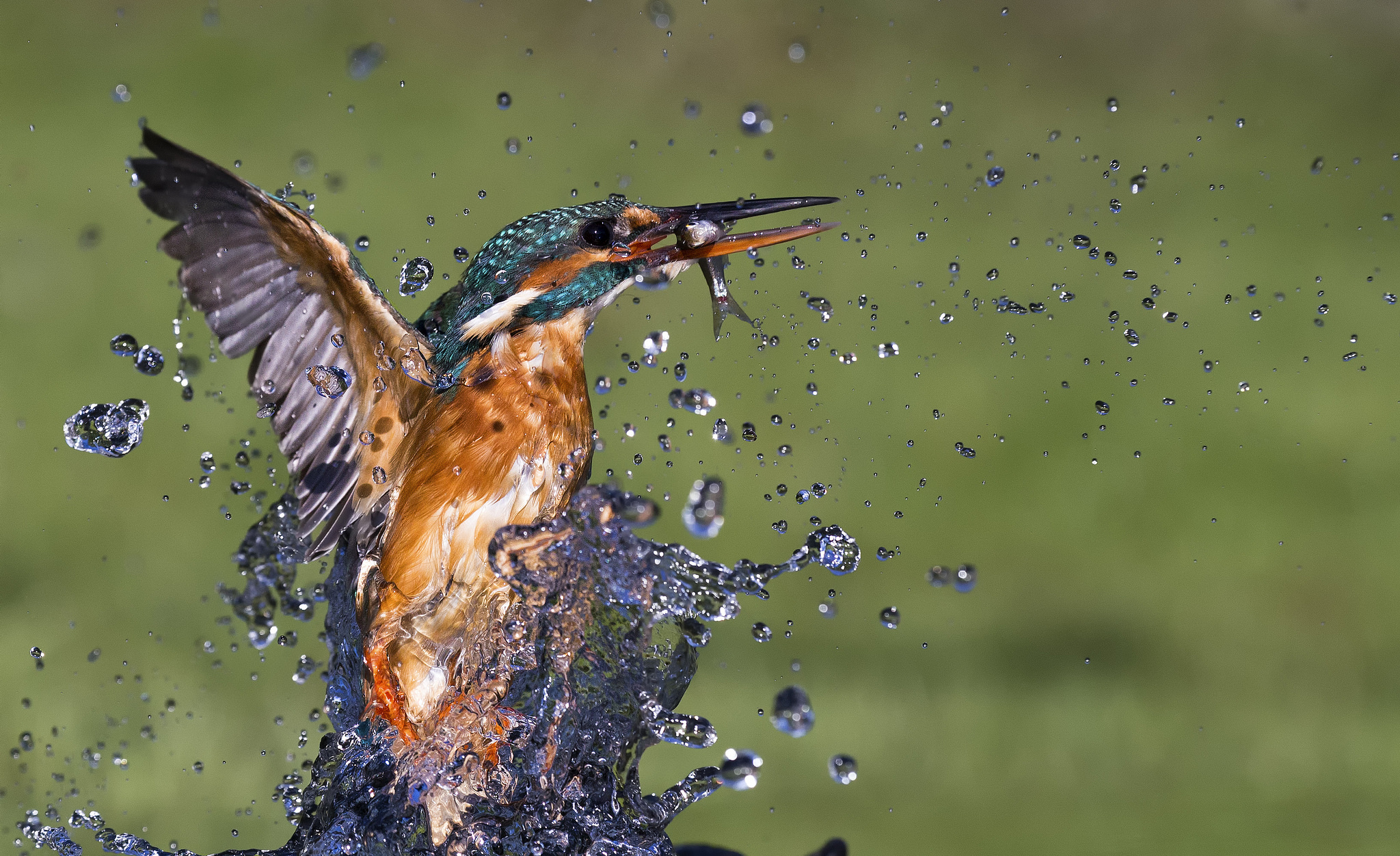 Fishing birds. Птицы Макросъемка. Рыба птица. Зимородок. Птица в замедленной съемке.