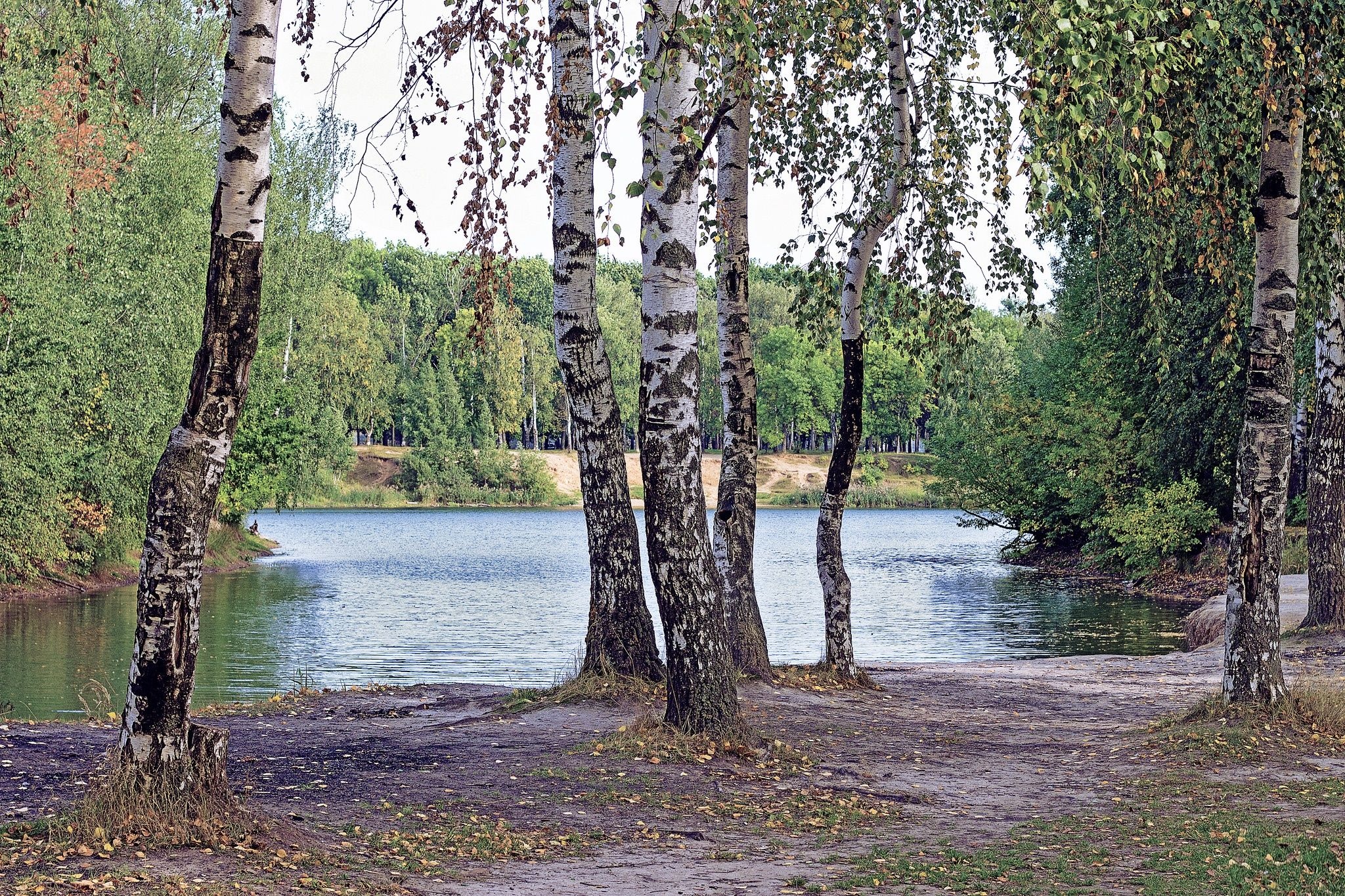 Березы озеро фото Обои лес, берёзки, forest, birch, trees, river, sunrise, grass, green, leaves, m