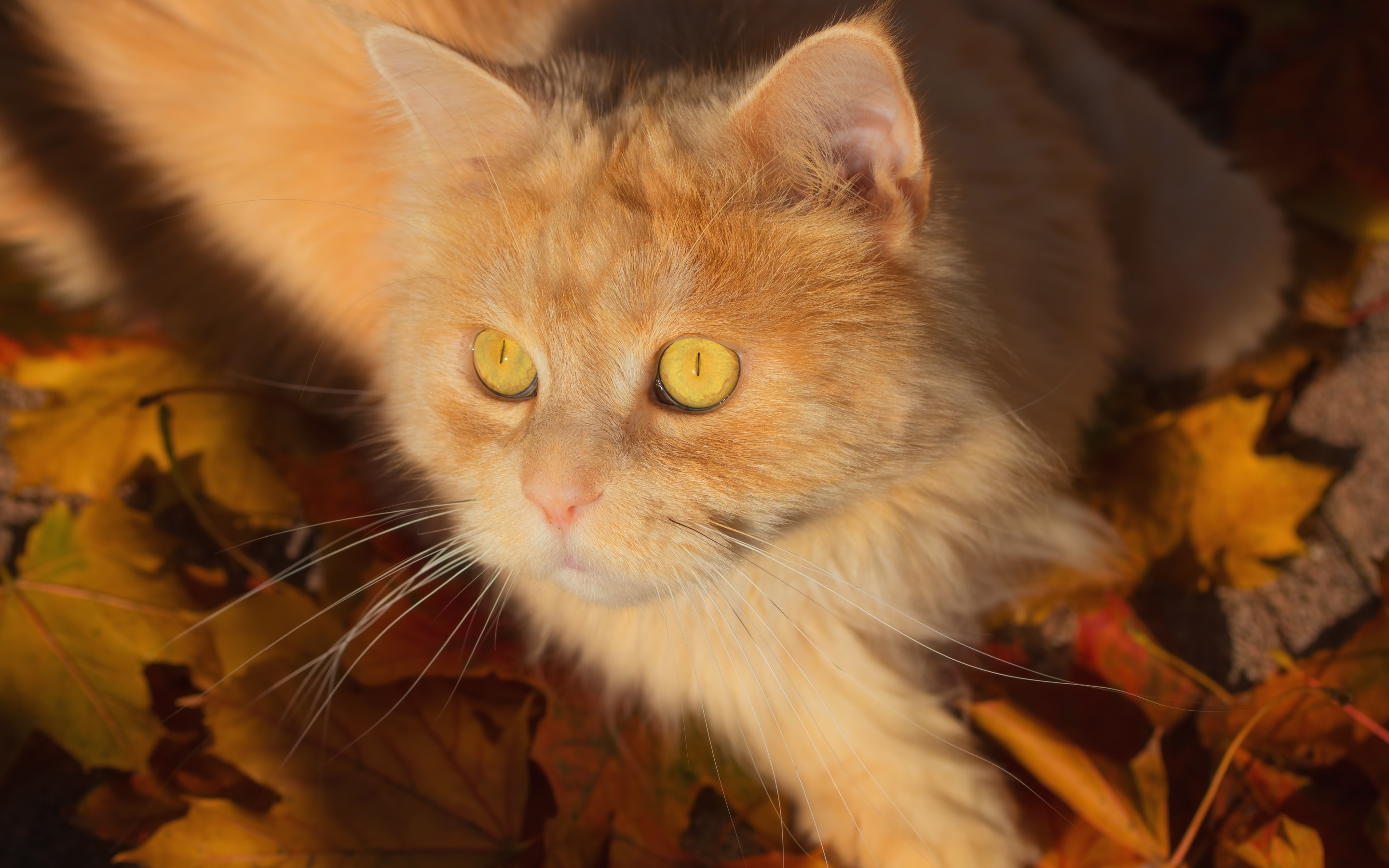 Рыжий котенок с янтарными глазами
