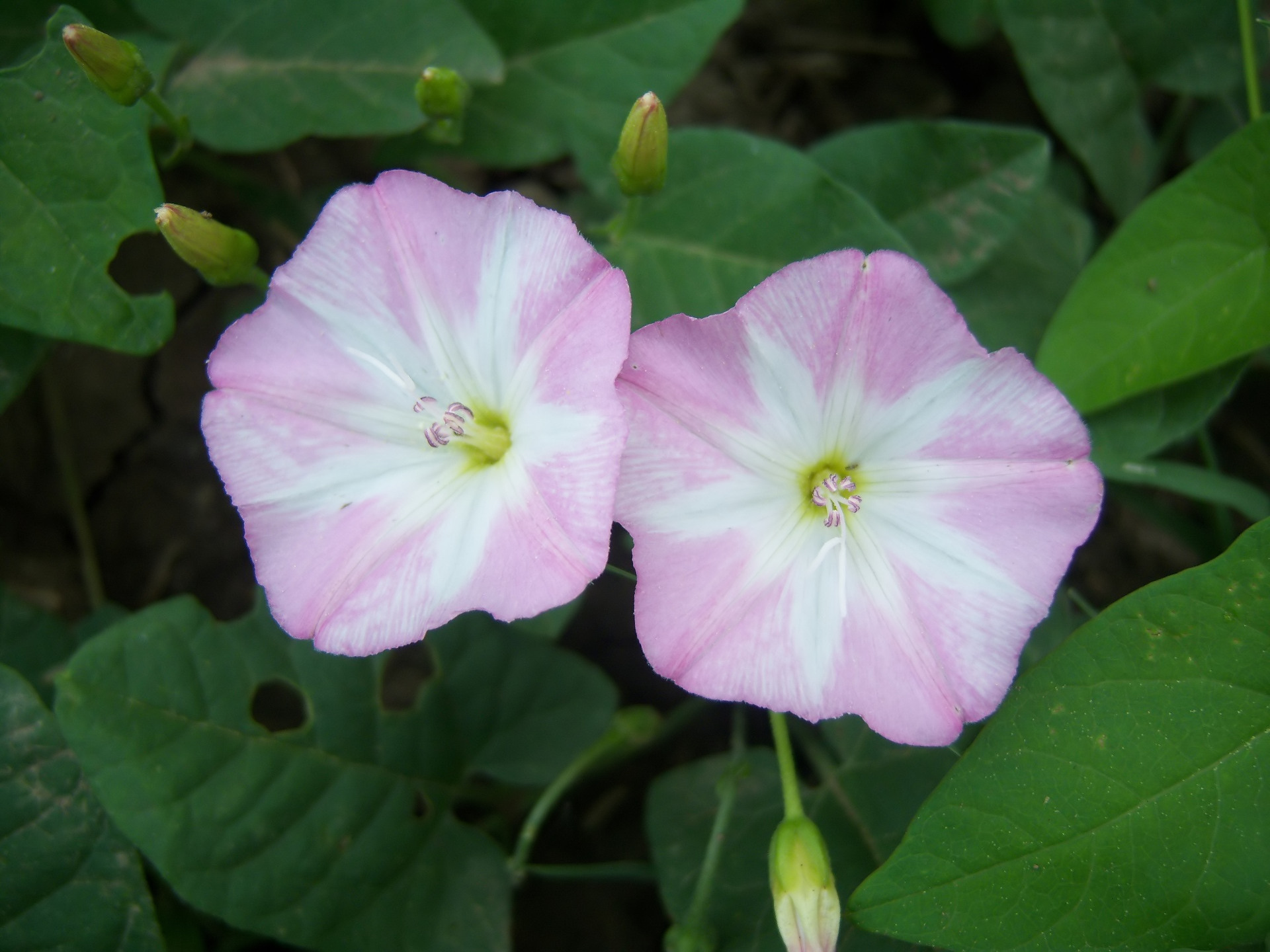 Вьюнок полевой. Вьюнок полевой Березка. Вьюнок полевой (Convolvulus arvensis). Convolvulus arvensis l. - Вьюнок полевой, Березка.. Цветок Вьюн Березка.