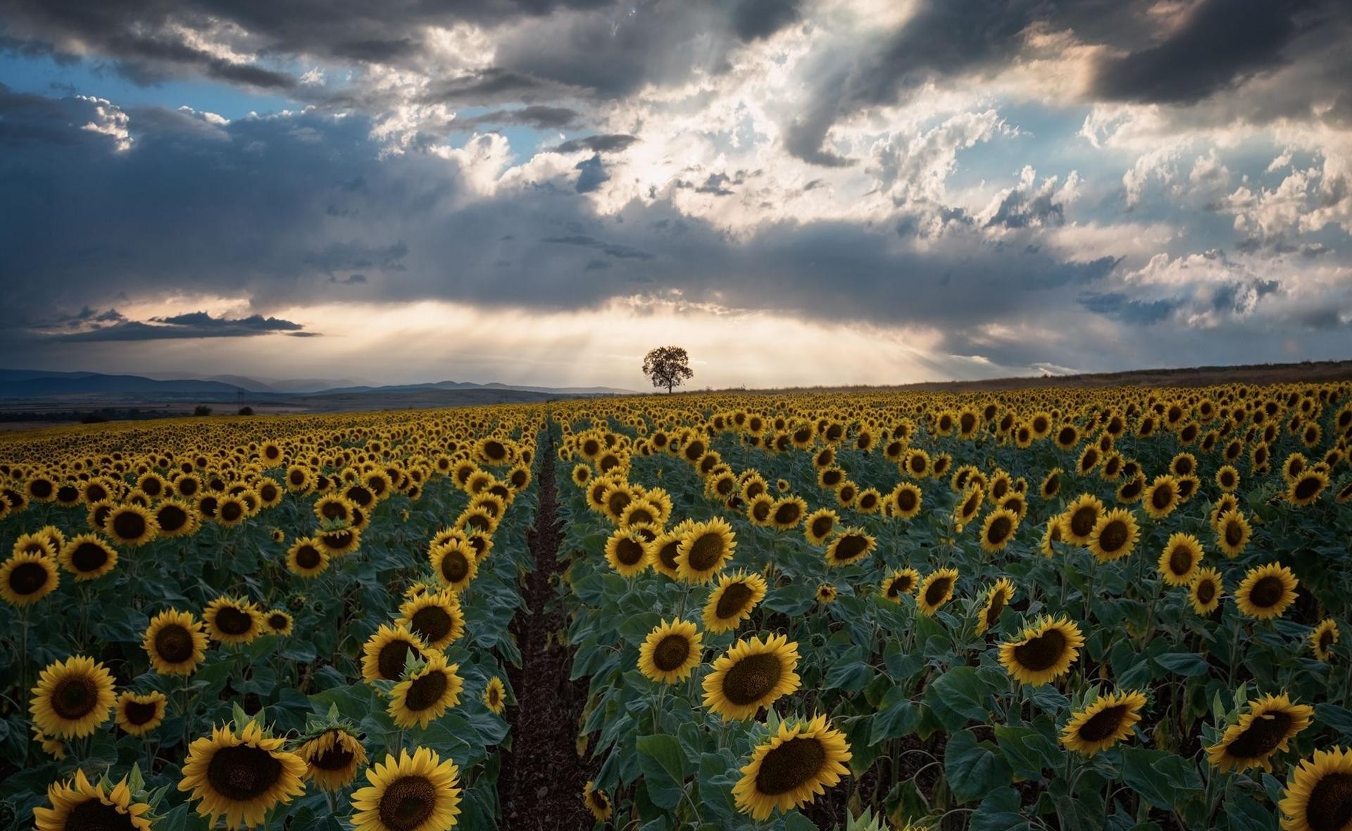 Подсолнухи на поле фото