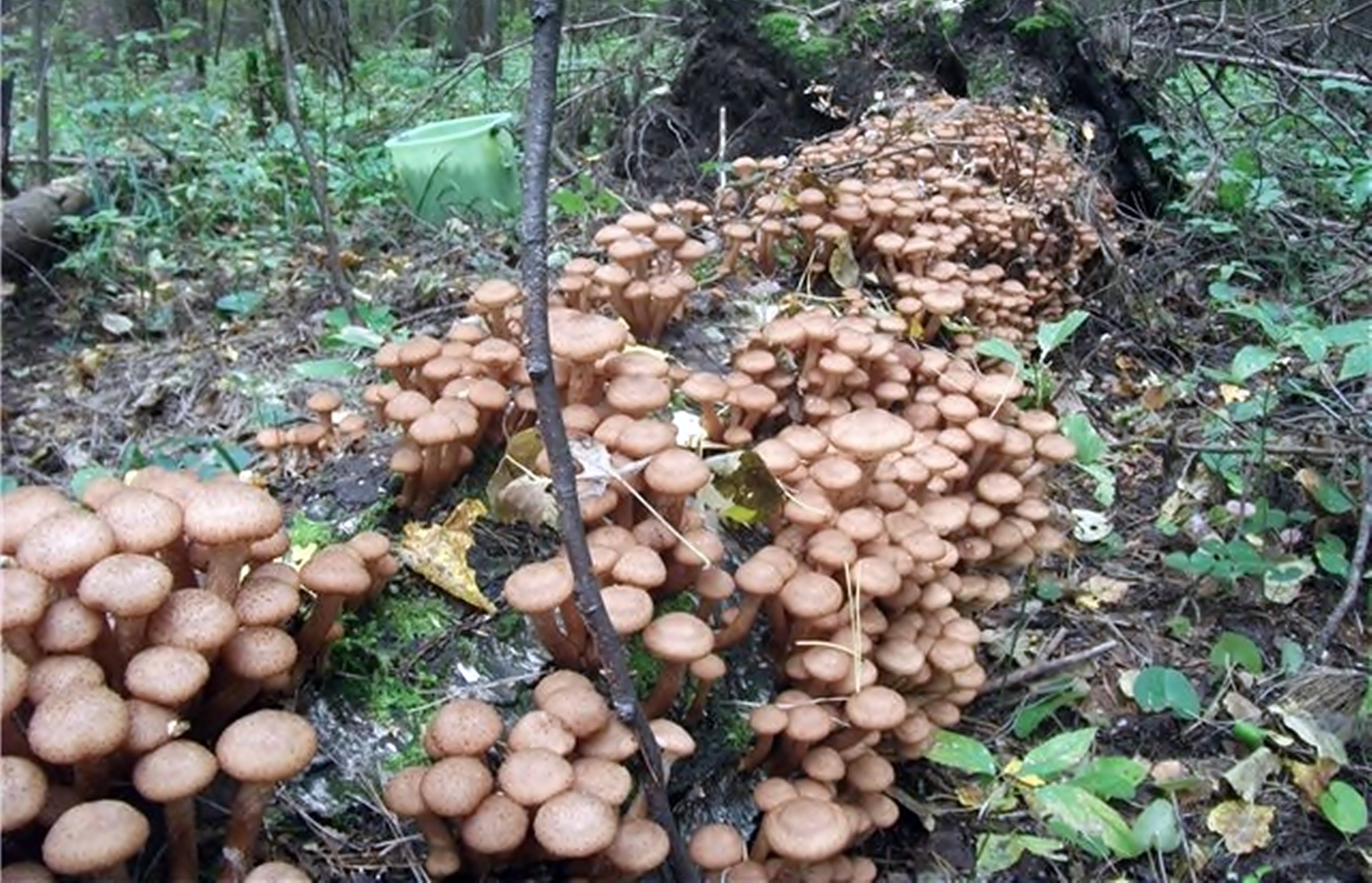 Поляна грибов опят
