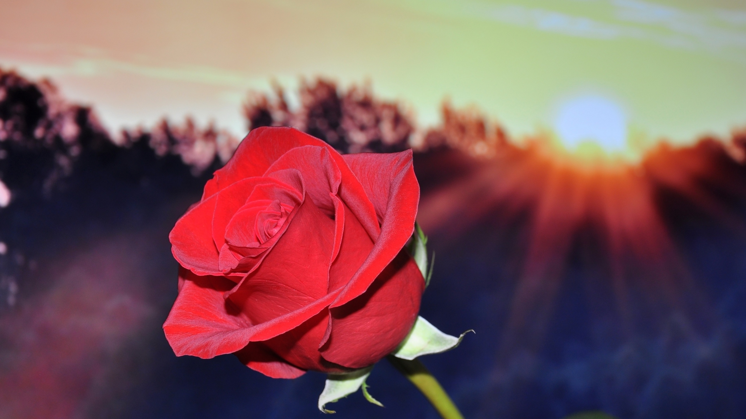 Роза на фоне солнца фото