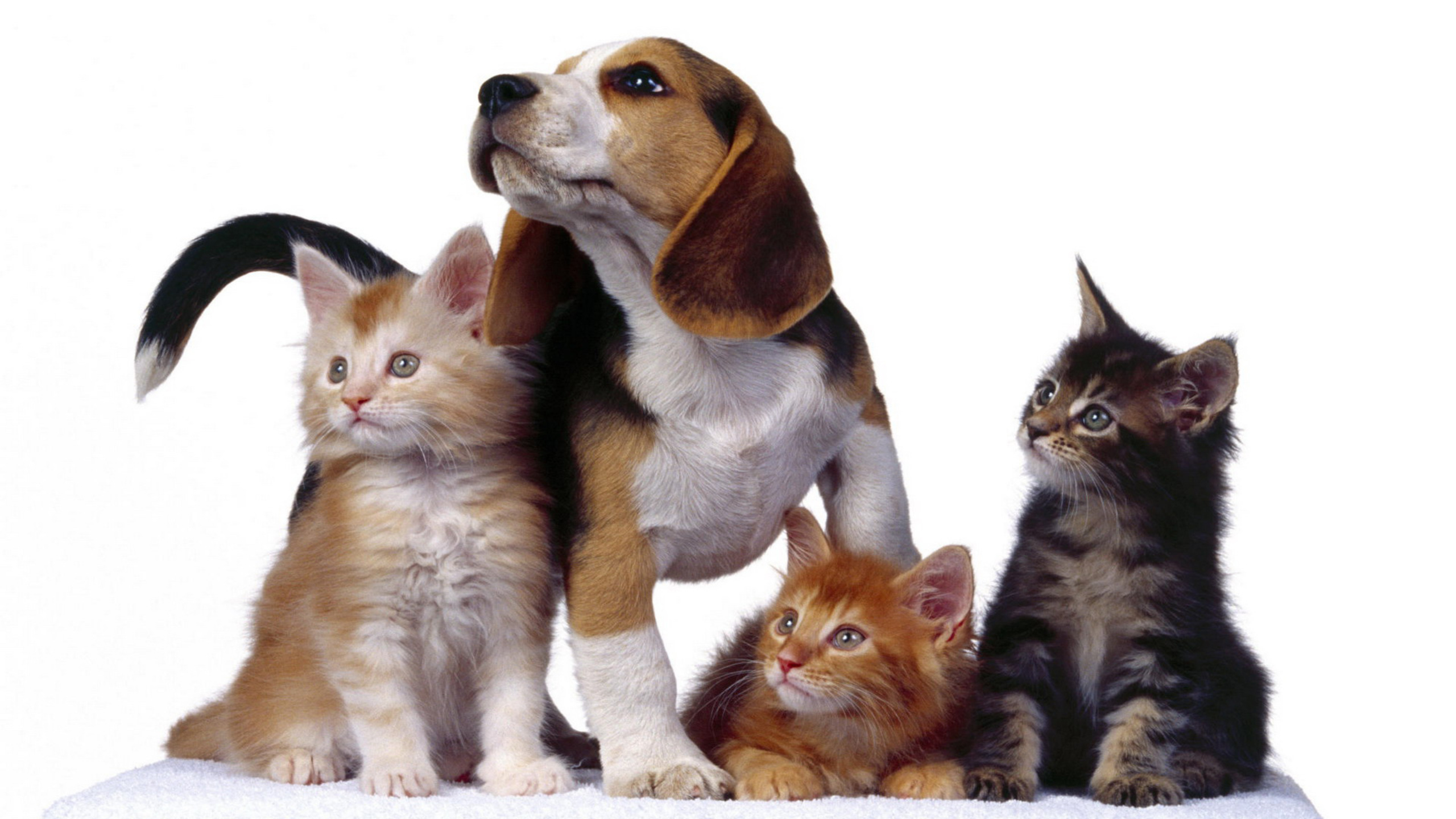 Кошечки собачки собаки. Собачки и кошечки. Щенок и котенок. Домашние животные кошки и собаки. Три кошки.