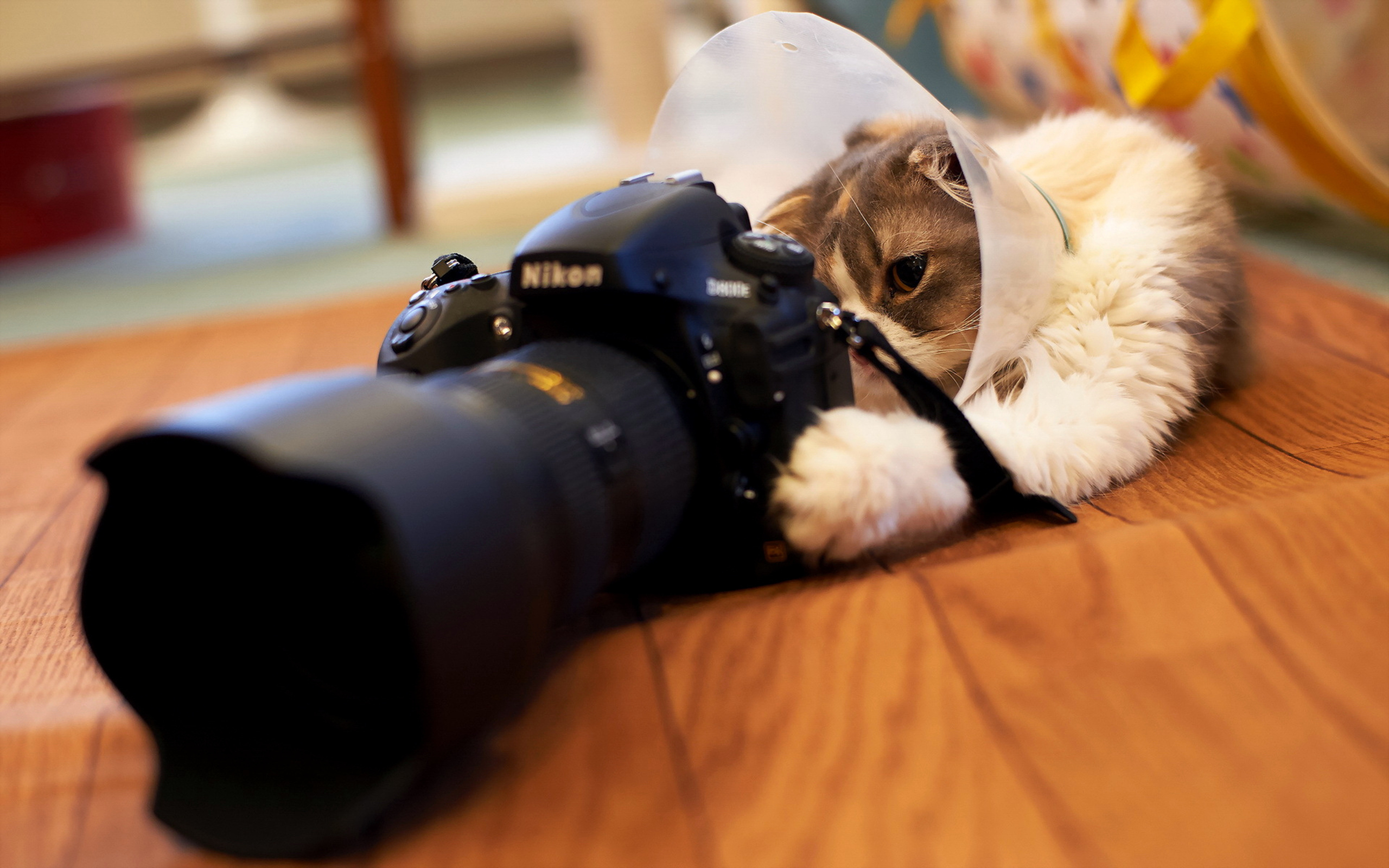 Cats webcam. Кот с фотоаппаратом. Животные с фотоаппаратом. Фотоаппарат кошечка. Кот с камерой.