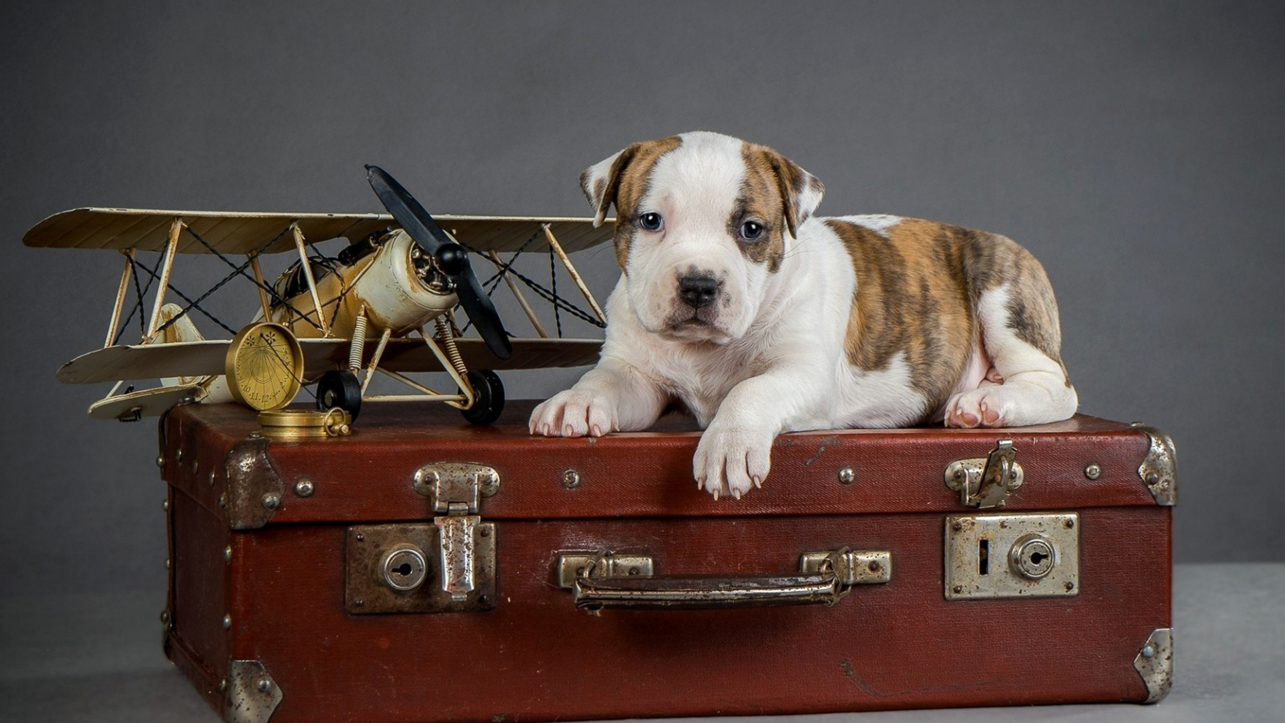 Собака в чемодане