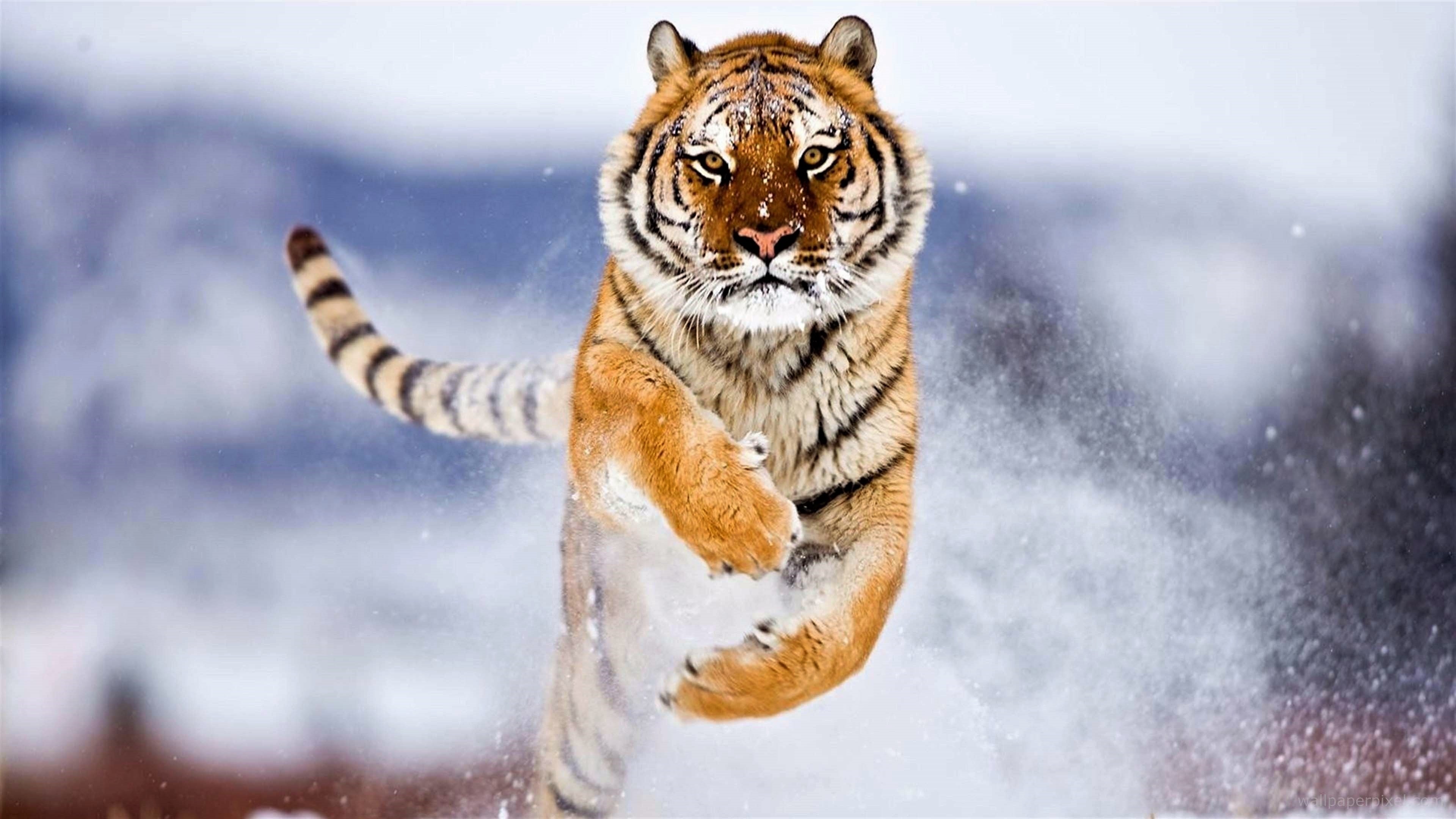 Амурский тигр бежит