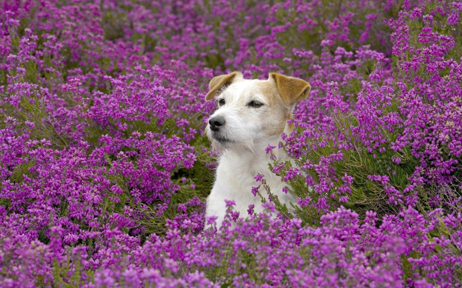 Beautiful dogs. Рассел терьер. Джек-Рассел-терьер. Бордер терьер. Полевые цветы собачки.