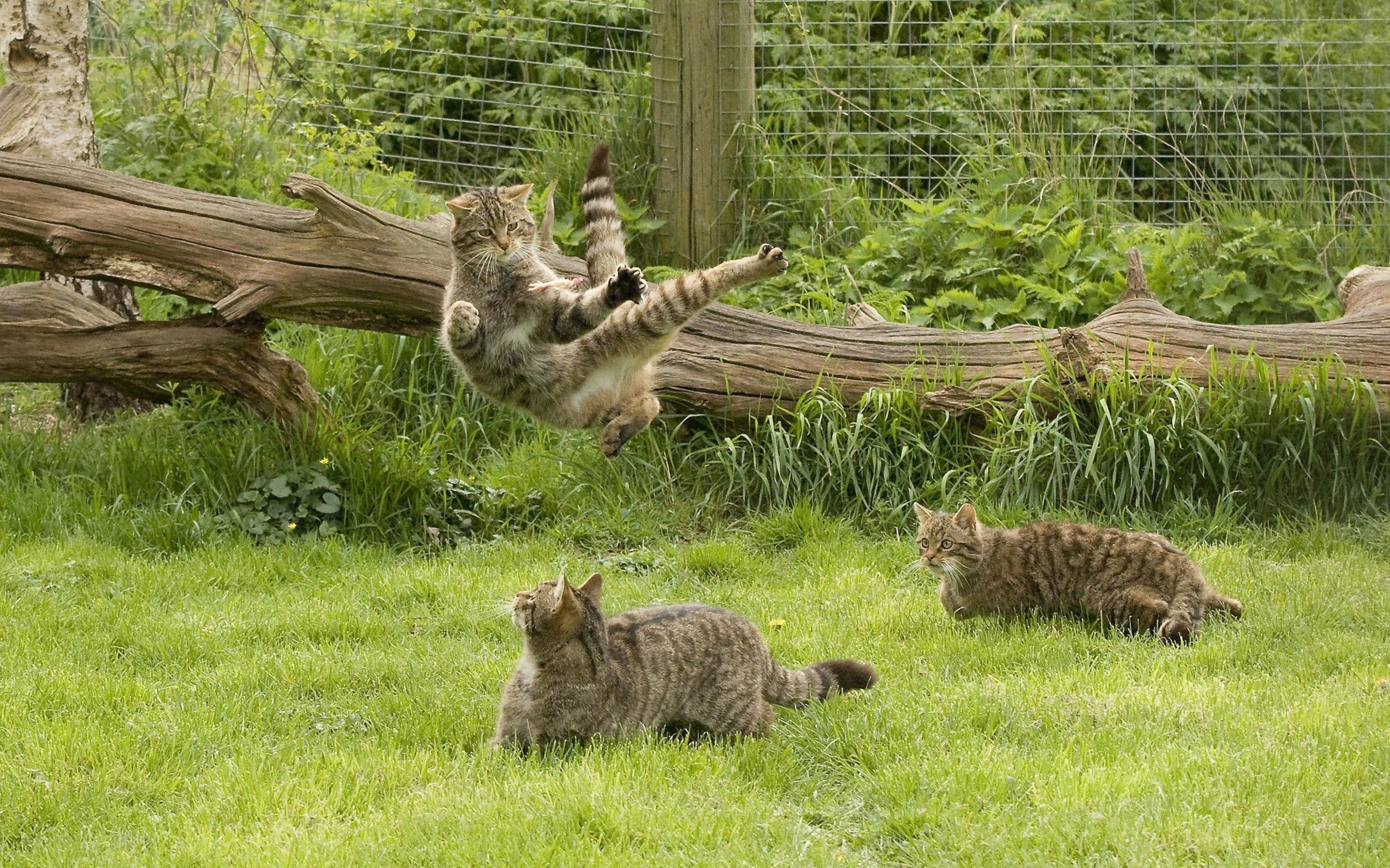 Wild world cat. Шотландская Лесная кошка. Шотландский дикий Лесной кот. Котик на природе. Кошка в саду.