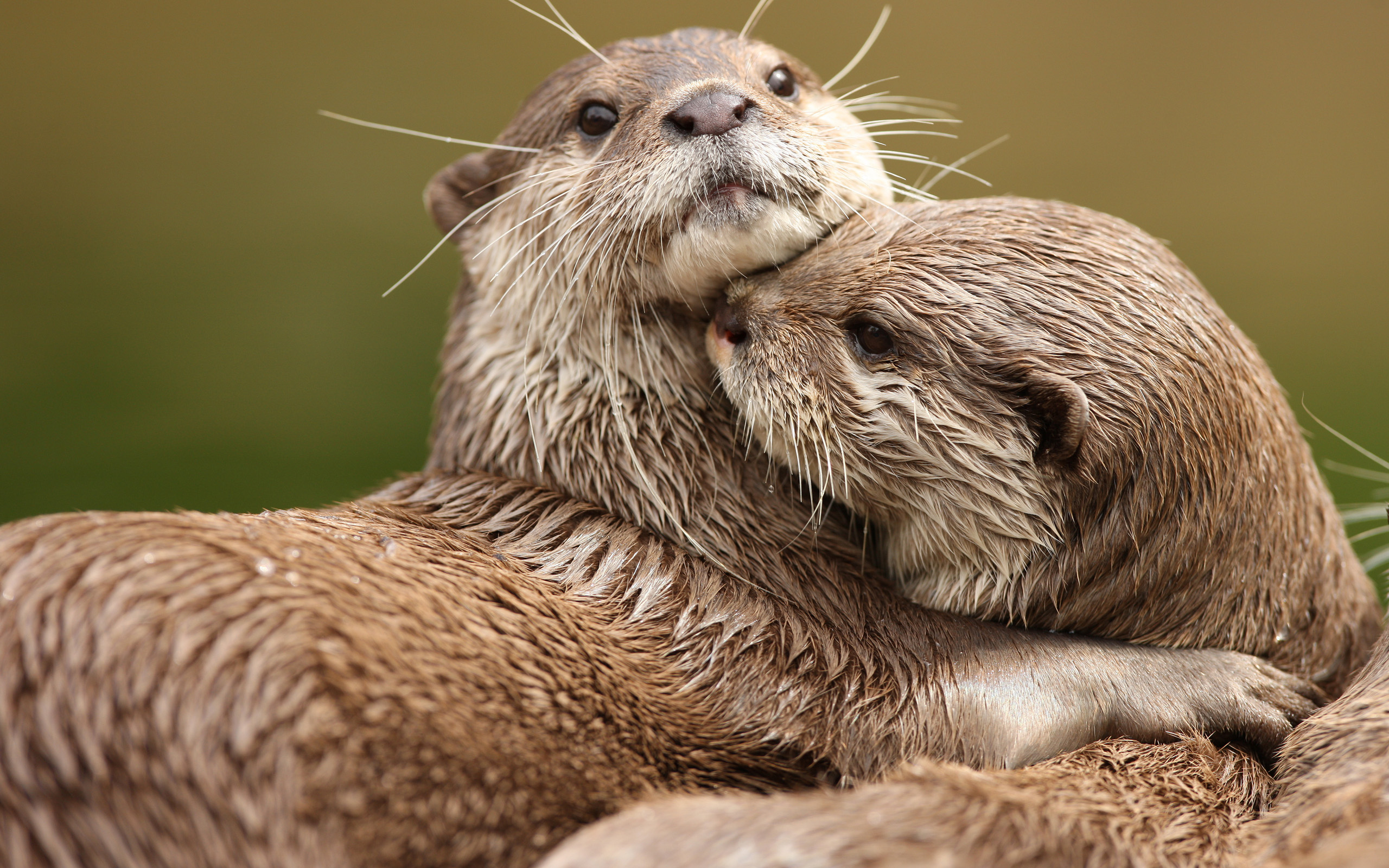 Два бобра. Кошачья выдра. Выдра Otter. Морской Бобр калан. Бобр и выдра.