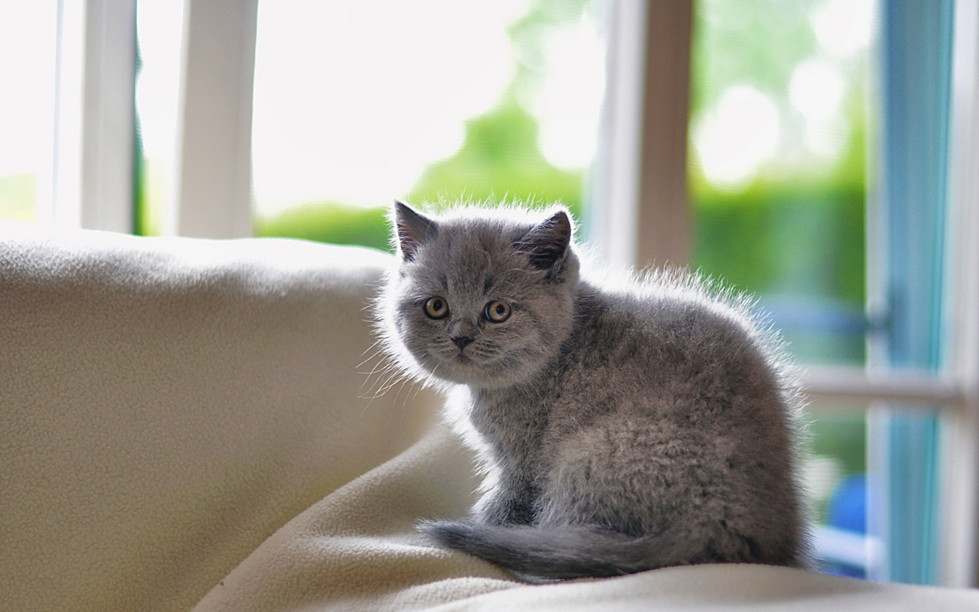 Серый британец котенок