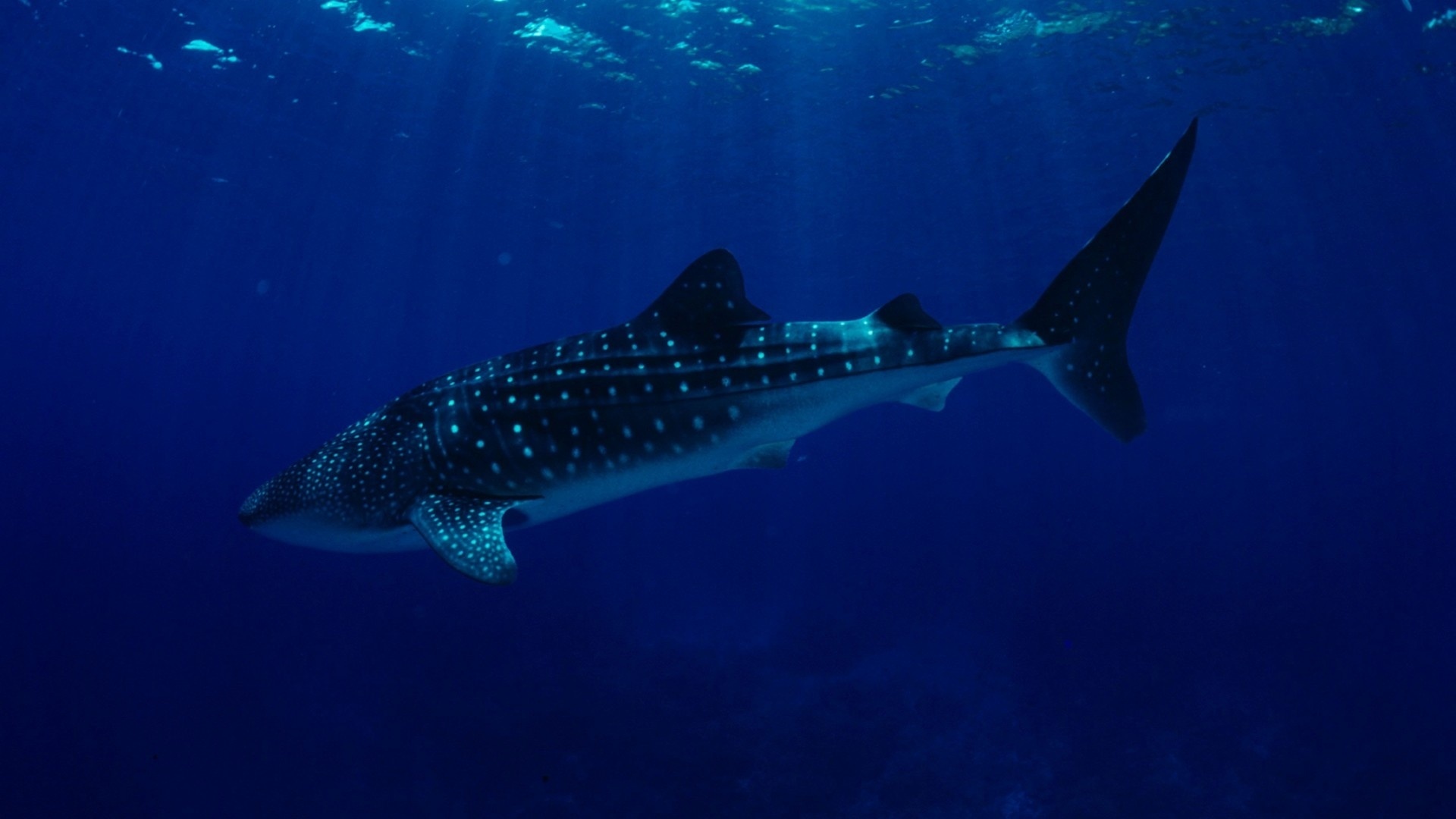 Подводный мир китовая акула