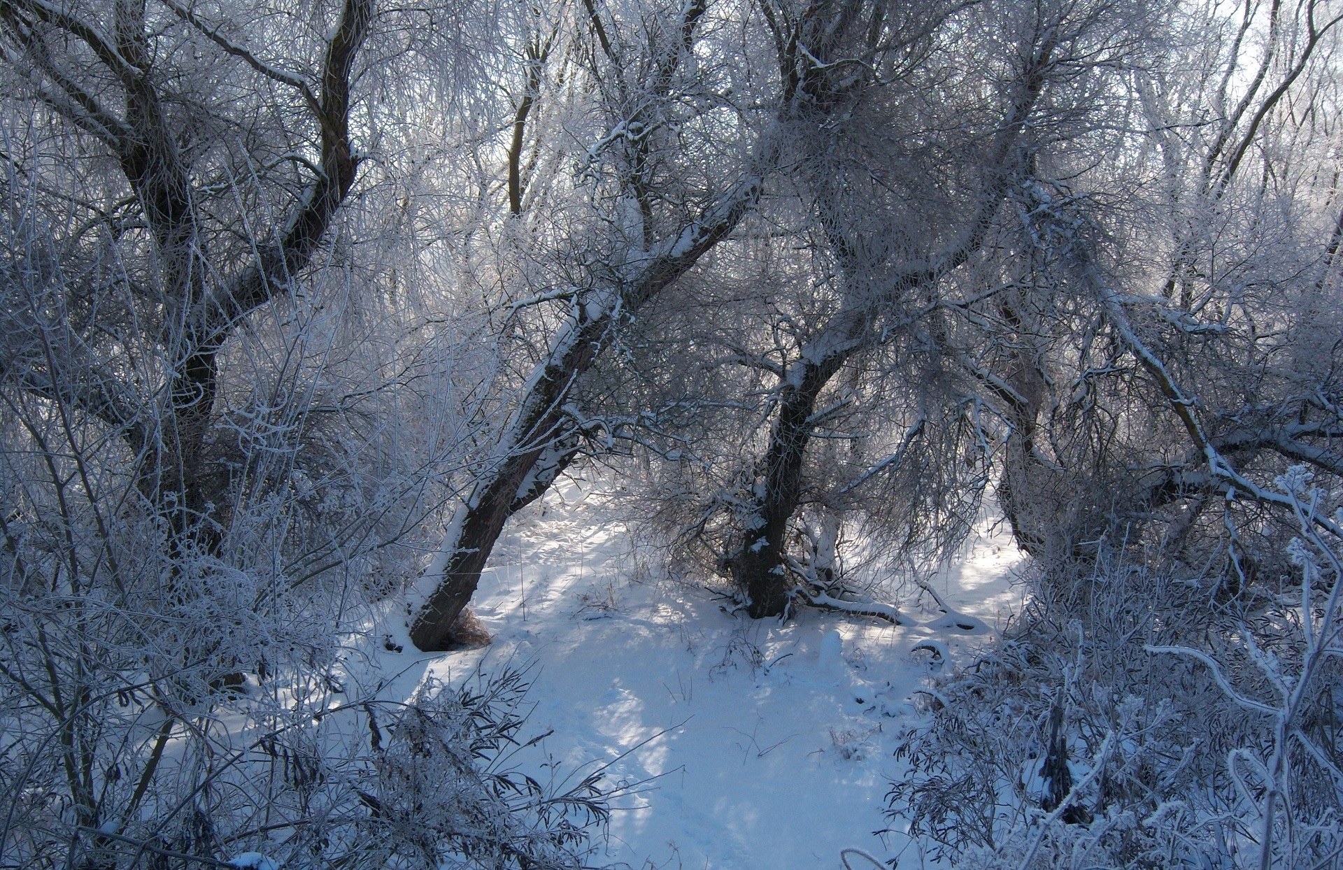 Winter 2010. Лес в инее. 27 Зима.