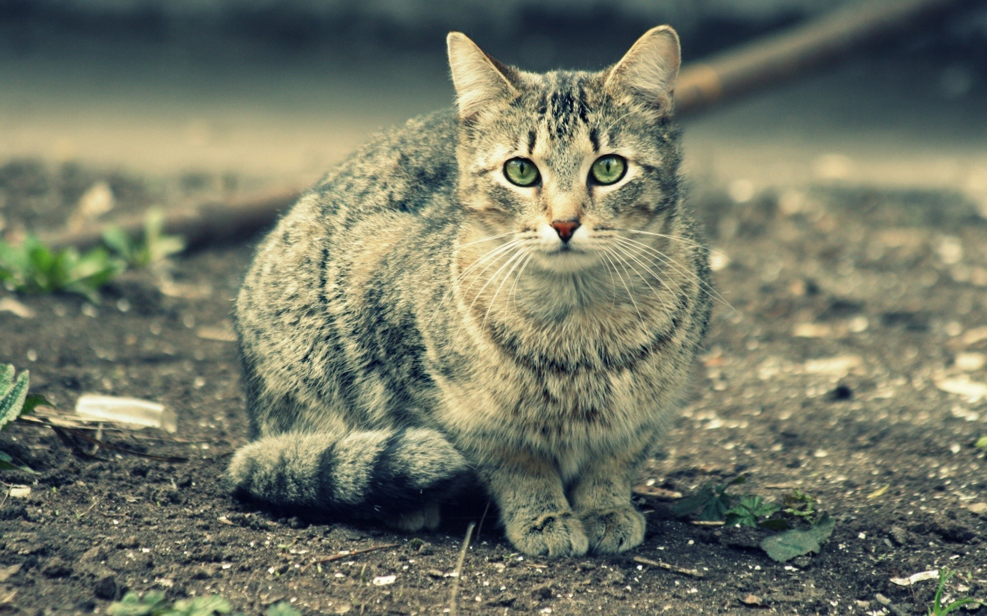 Картинки с кошками на рабочий стол