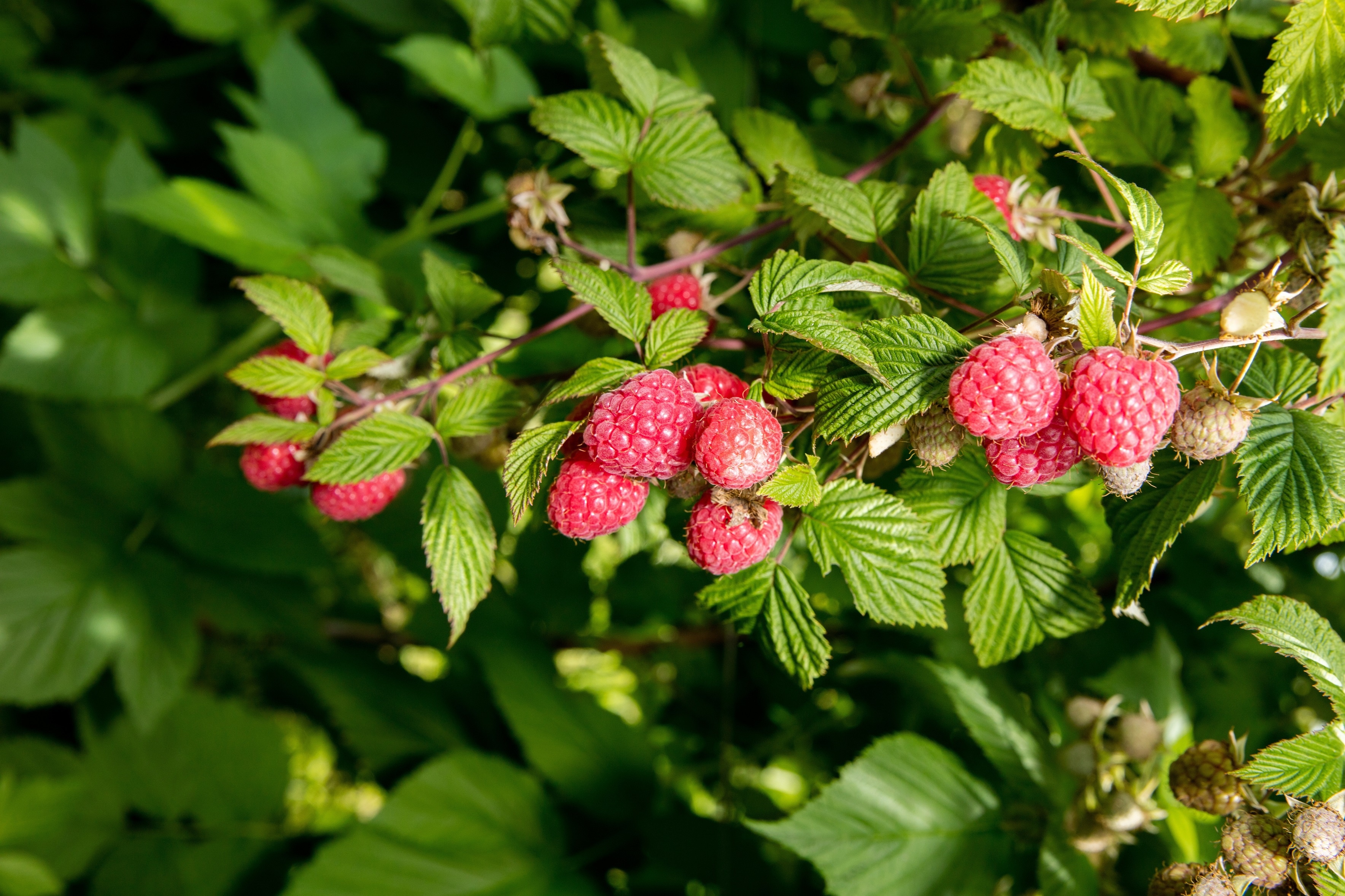 Малиновая поляна. Малина Зоренька Алтая. Малина Rubus idaeus. Саженцы малина Геракл. Малина традиционная Зоренька Алтая.