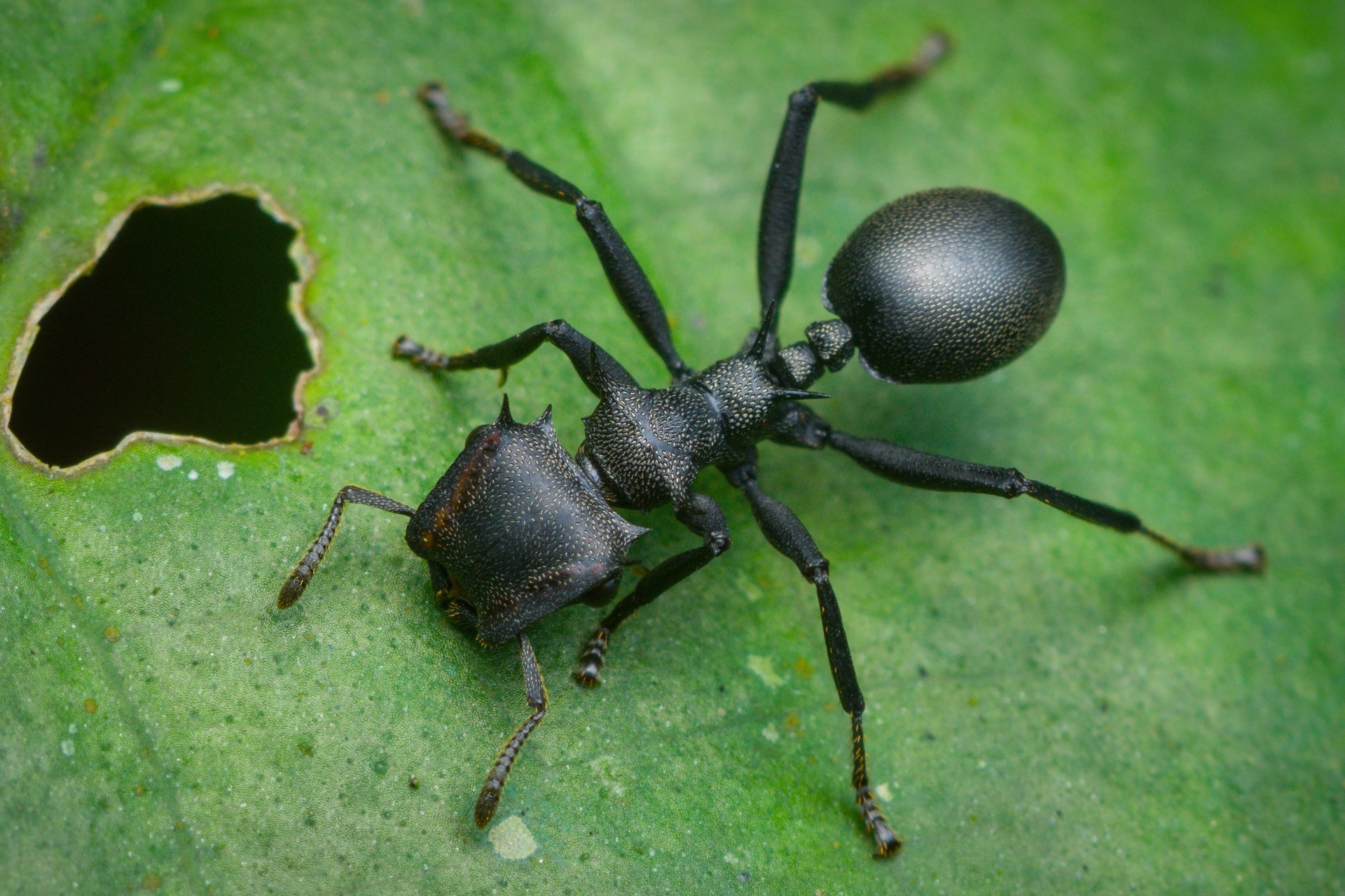 Черный муравей. Myrmecia brevinoda. Насекомые муравей. Красивый муравей. Мураши насекомые.