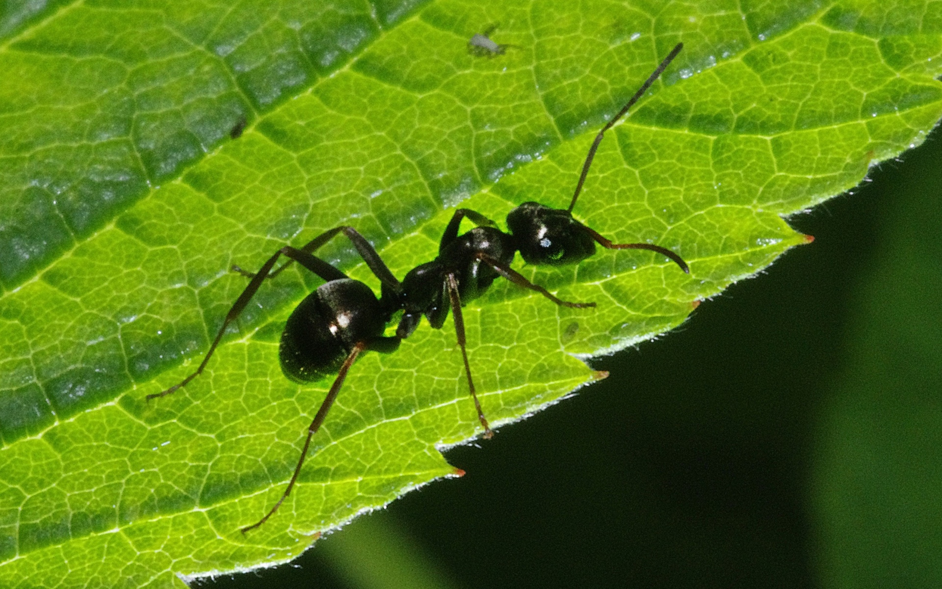Черный садовый муравей ареал
