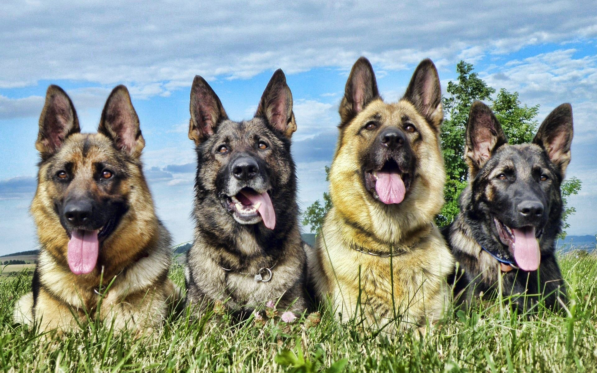 немецкие собаки породы фото с названиями