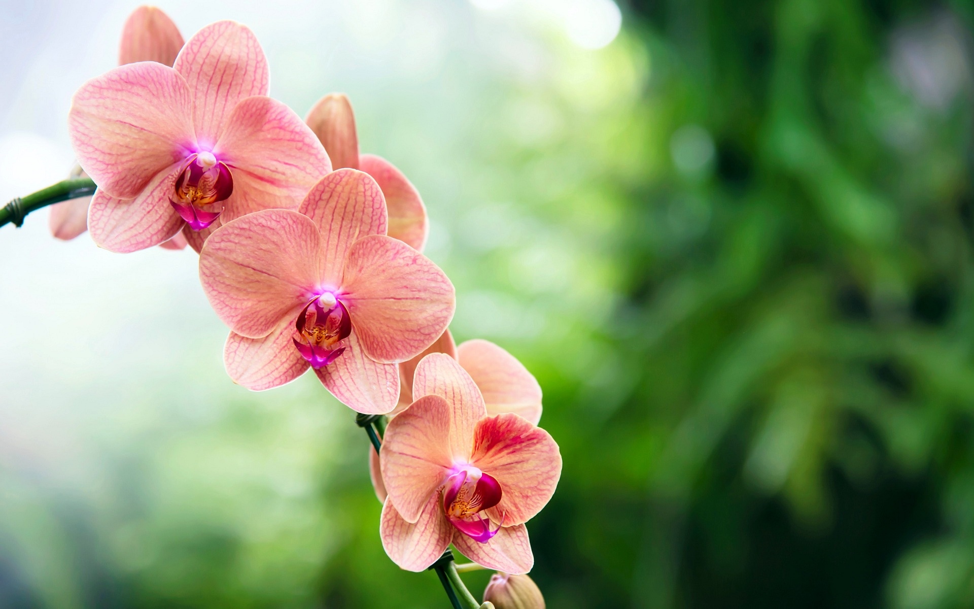 Фон для открытки орхидеи
