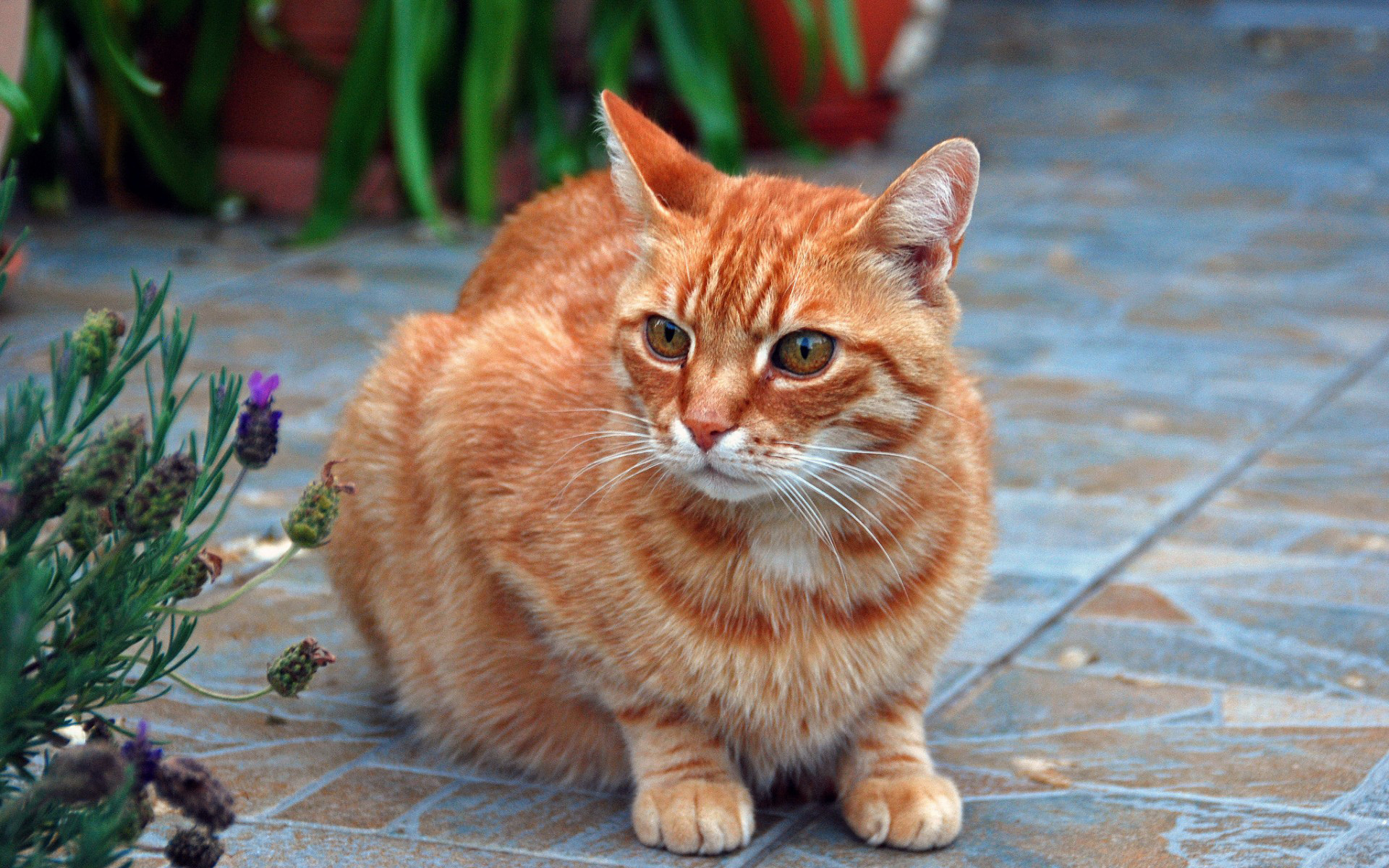 Сибирский котенок рыжий гладкошерстный