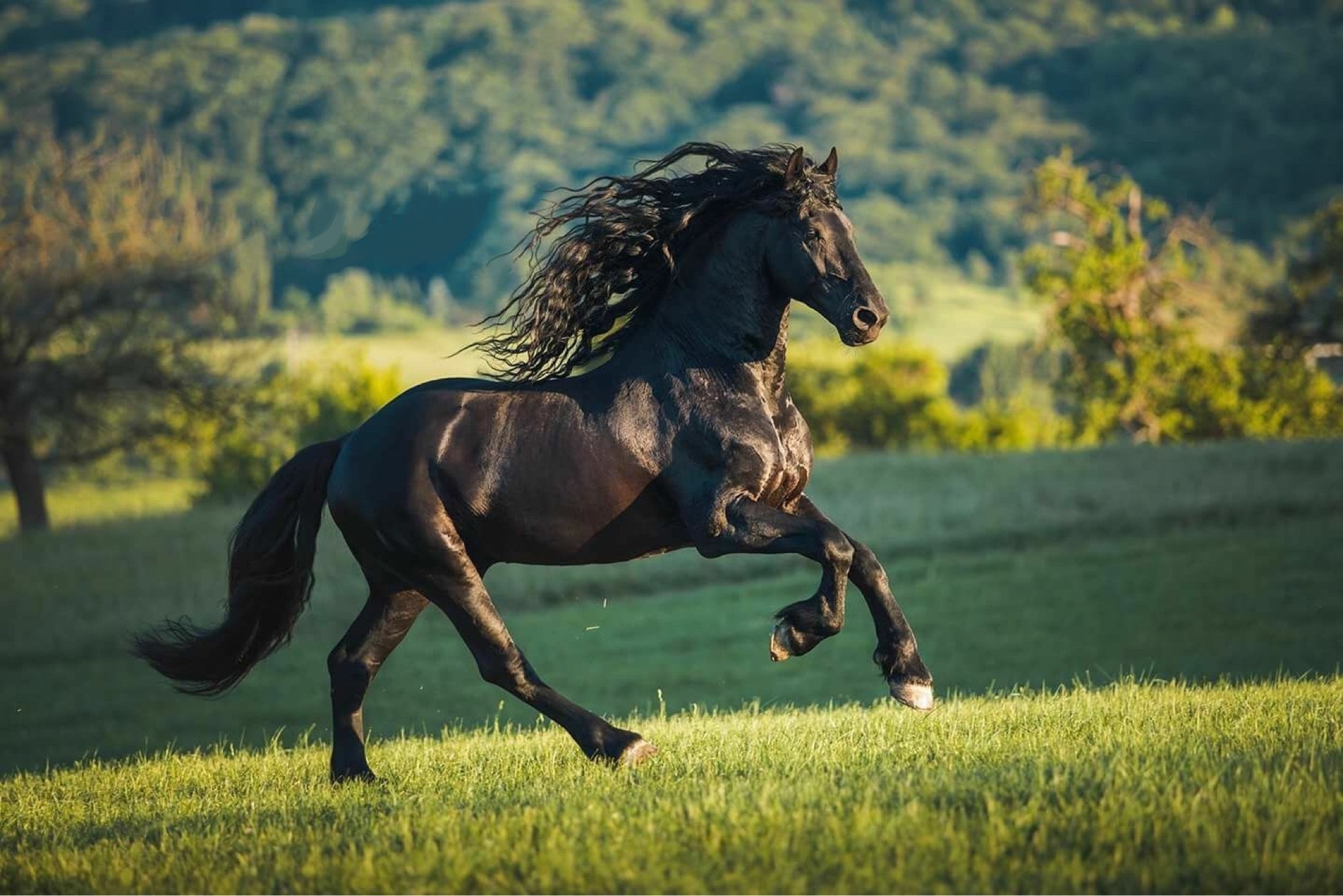 Цыганская Фризская лошадь