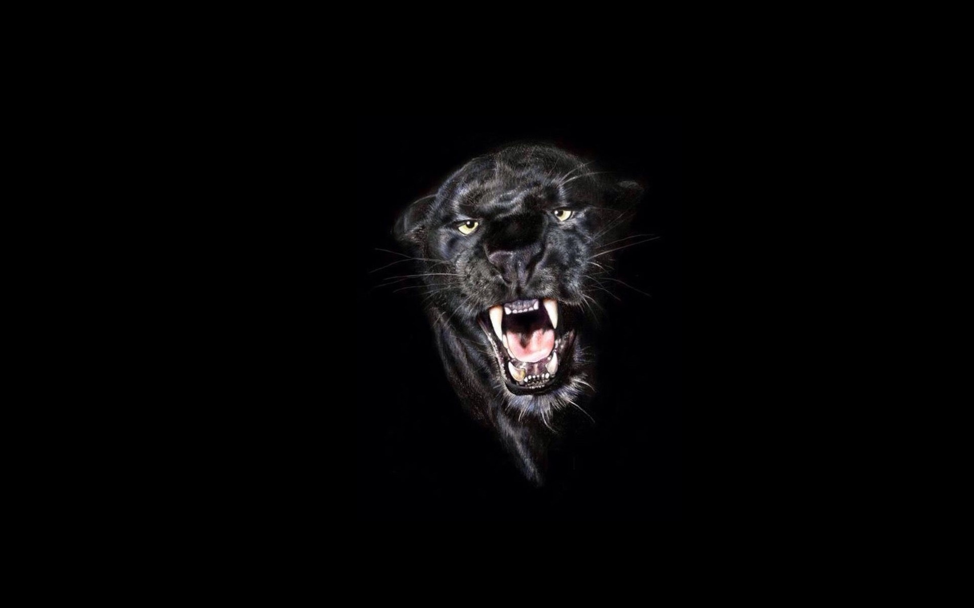 Черная пантера на темном фоне