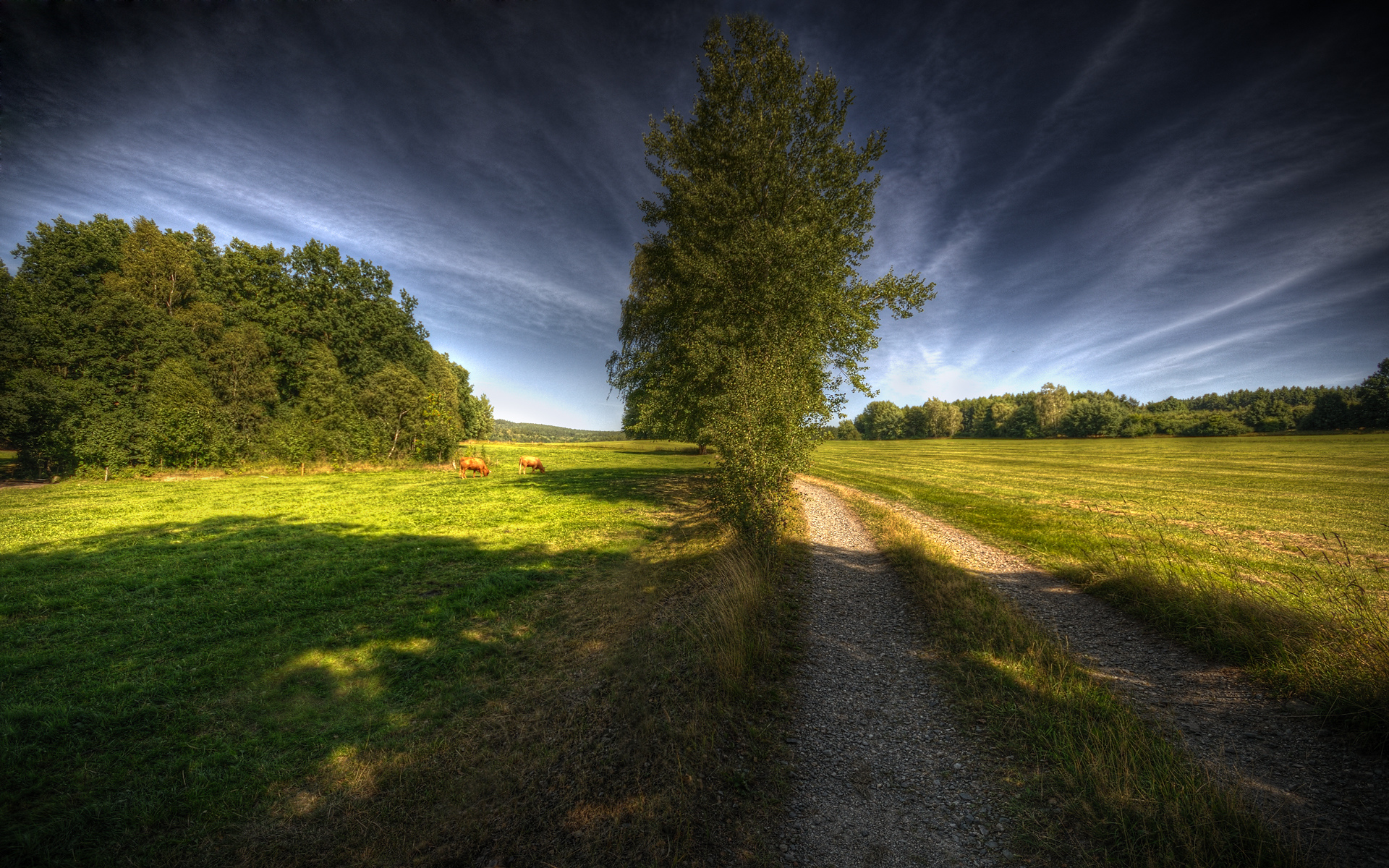 Фото поле дорога лес