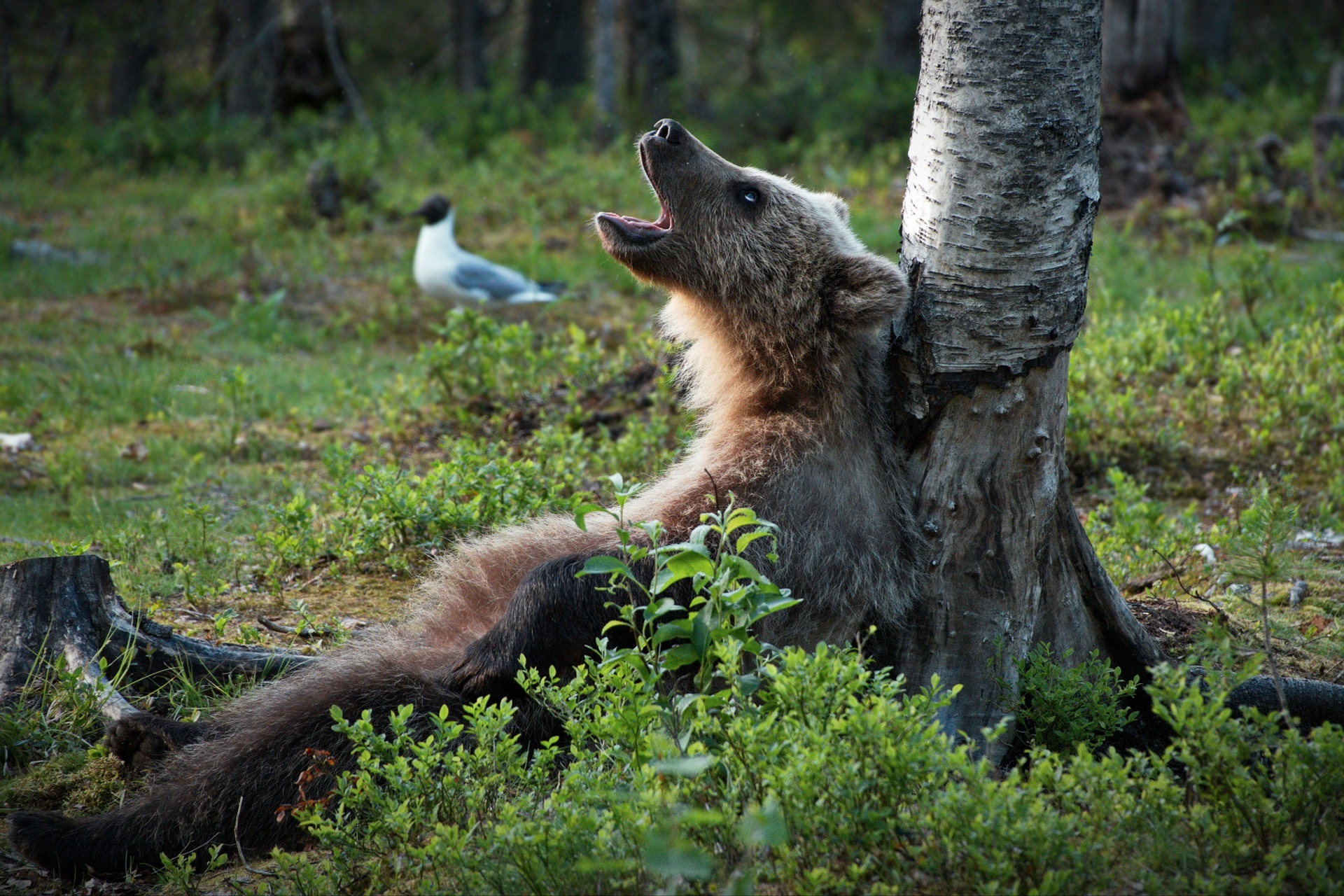 Tree bear