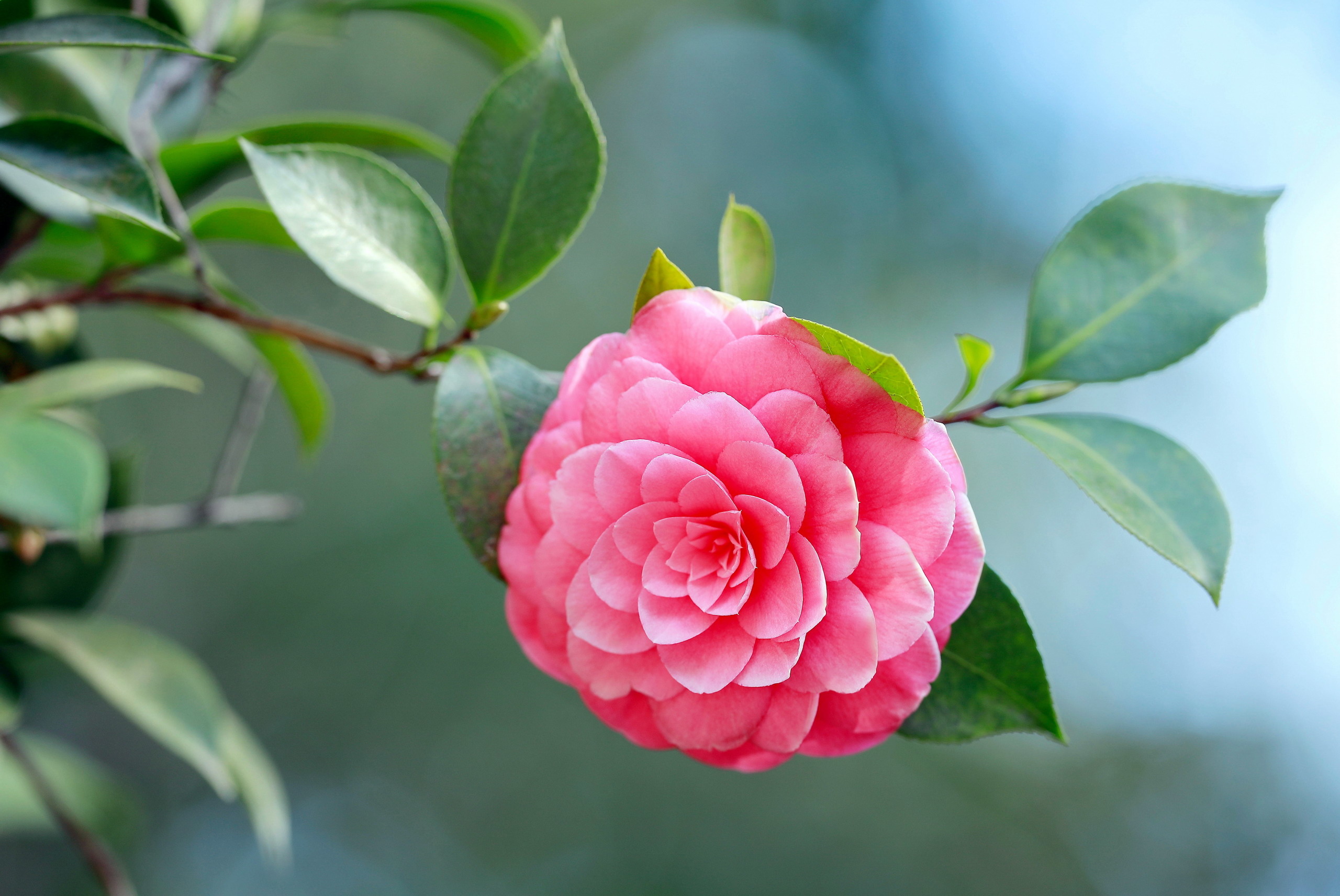 Камелия японская Camellia japonica