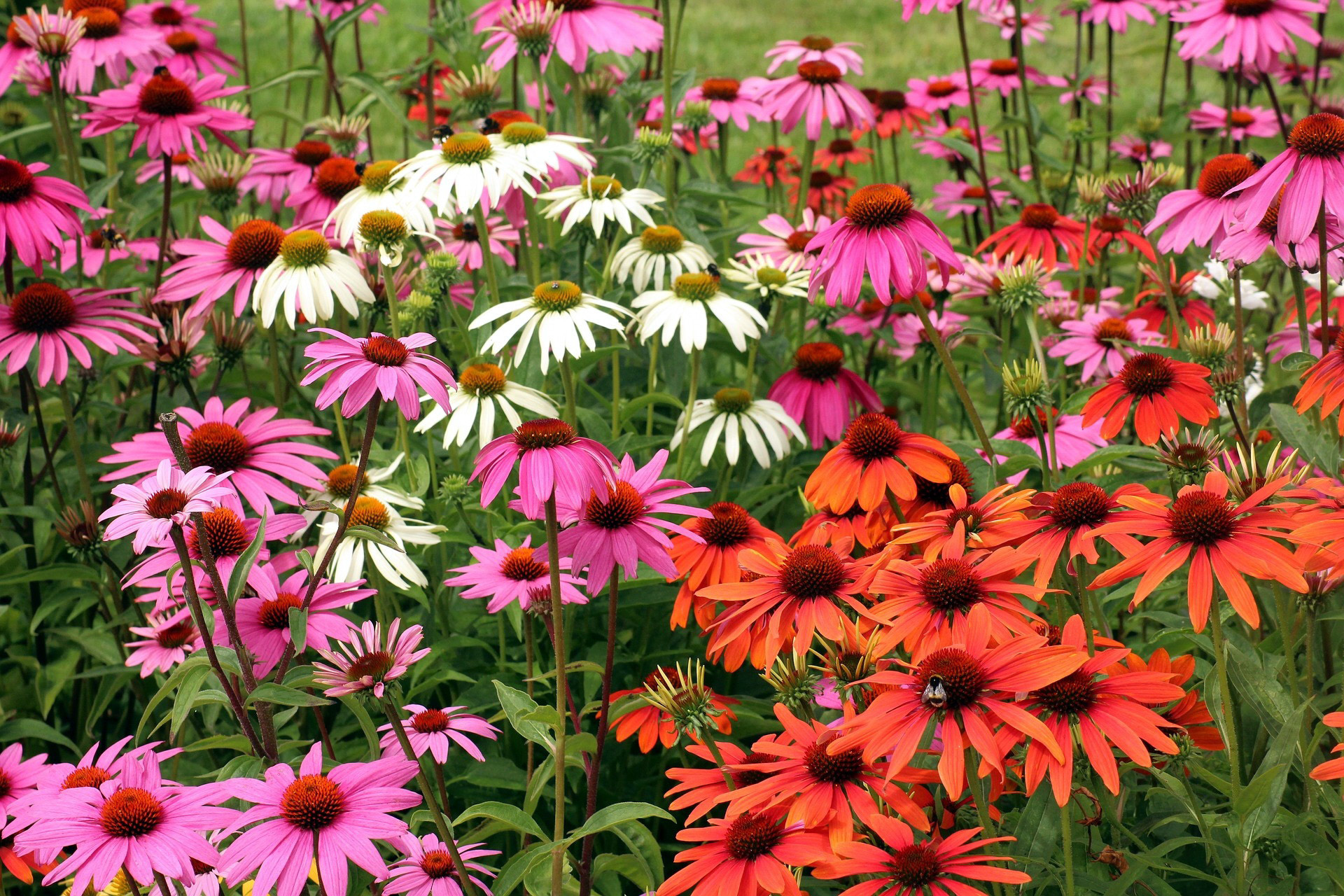 Многолетняя посадка и уход фото. Эхинацея пурпурная. Эхинацея (Echinacea) purpurea. Эхинацея (Echinacea). Эхинацея пурпурная микс.