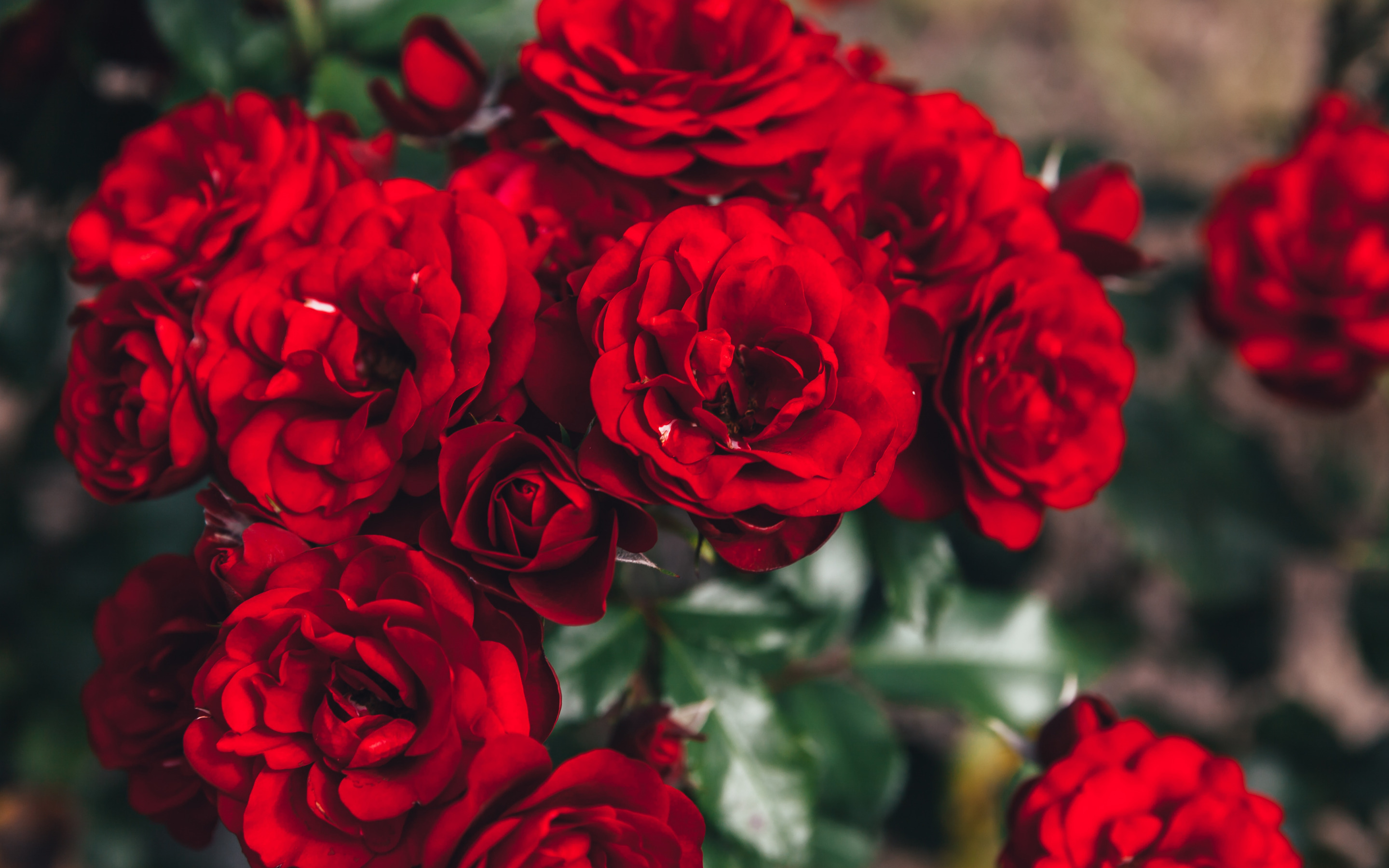 Кусты красных роз Эстетика
