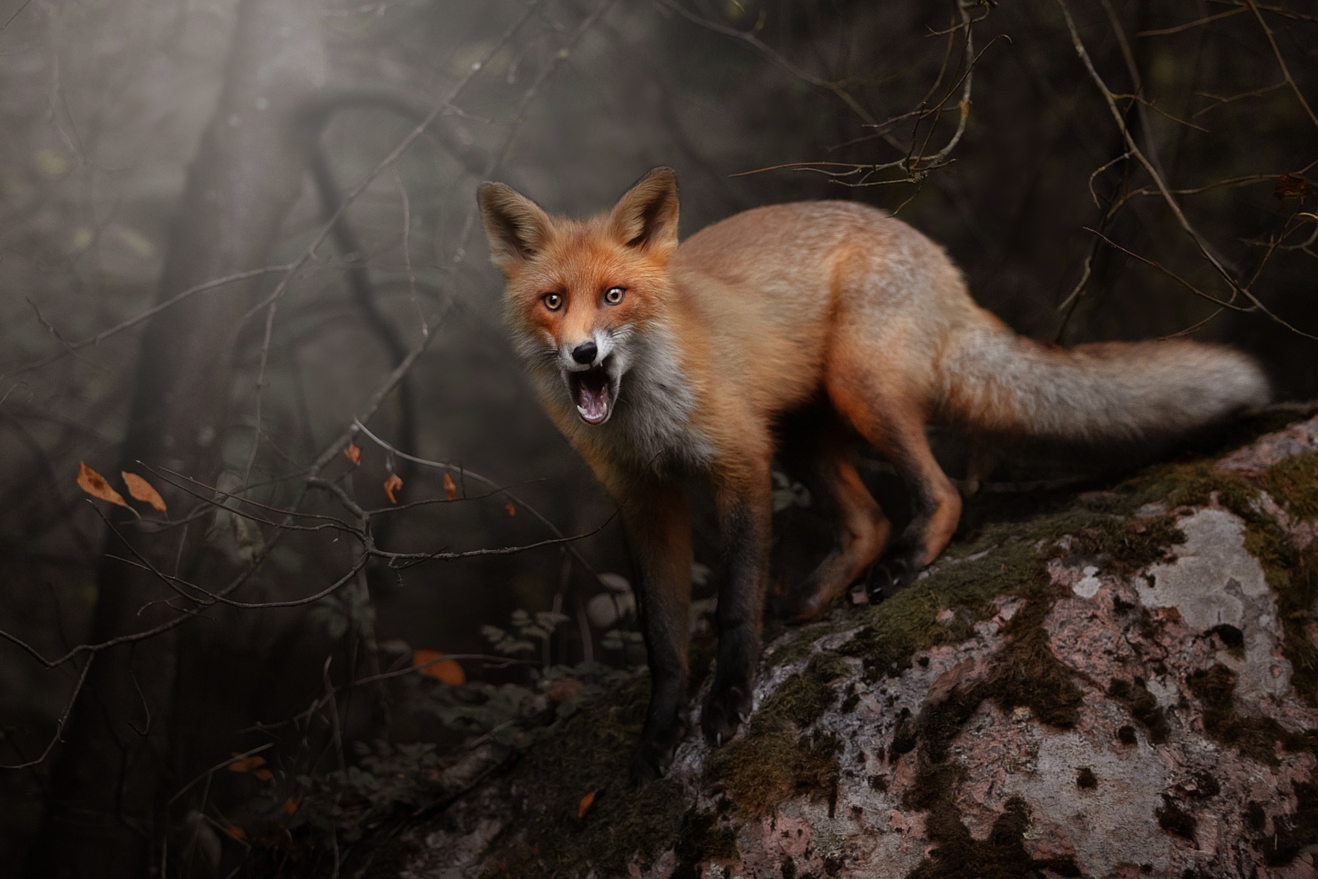 Fox in forest. Лиса. «Лиса в лесу». Лиса в лесу Эстетика. Лес и Лис.