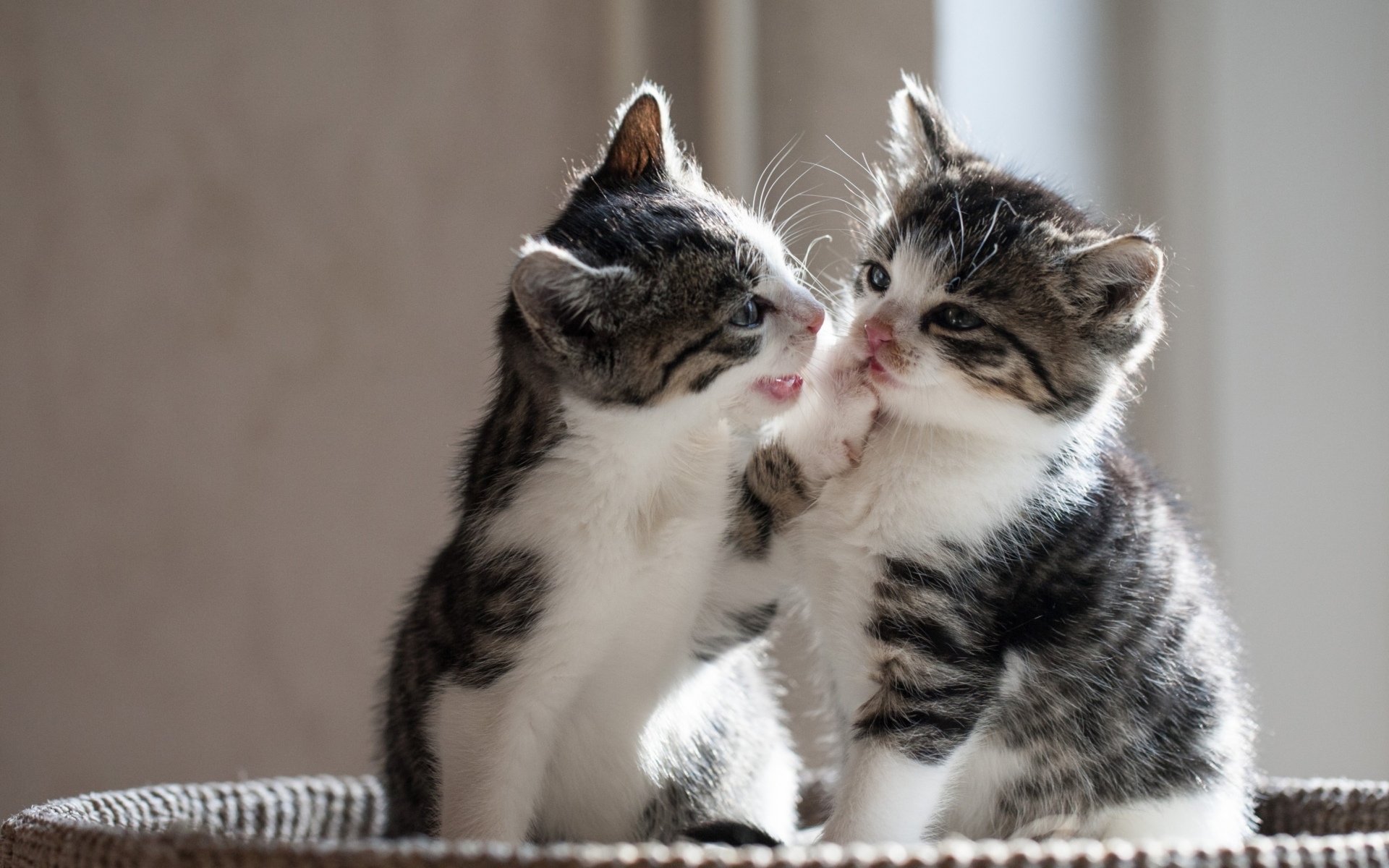 2 маленьких котика. Милые котята. Милые коты. Два котенка. Котята обнимаются.