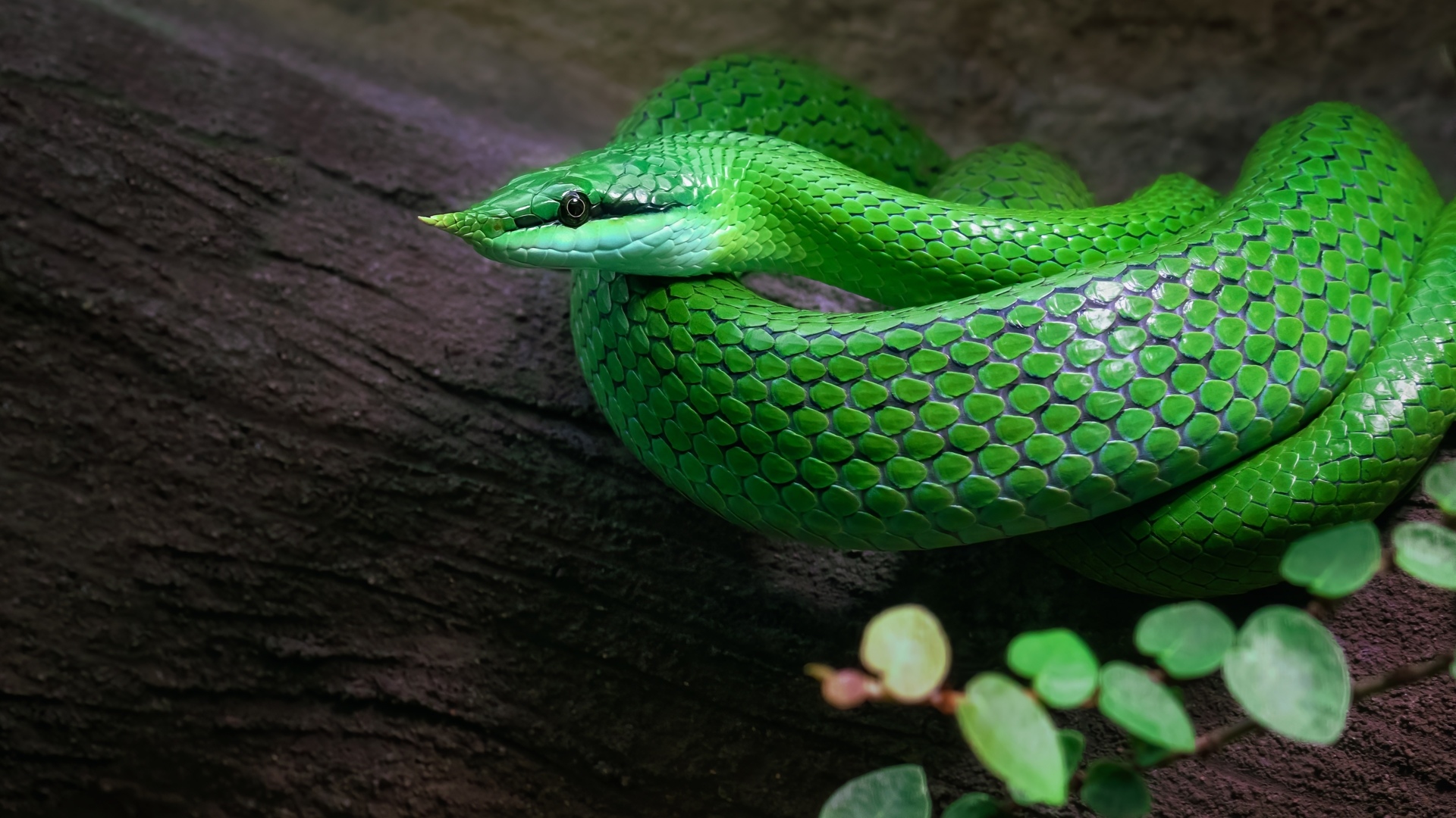 Зеленая Кобра змея