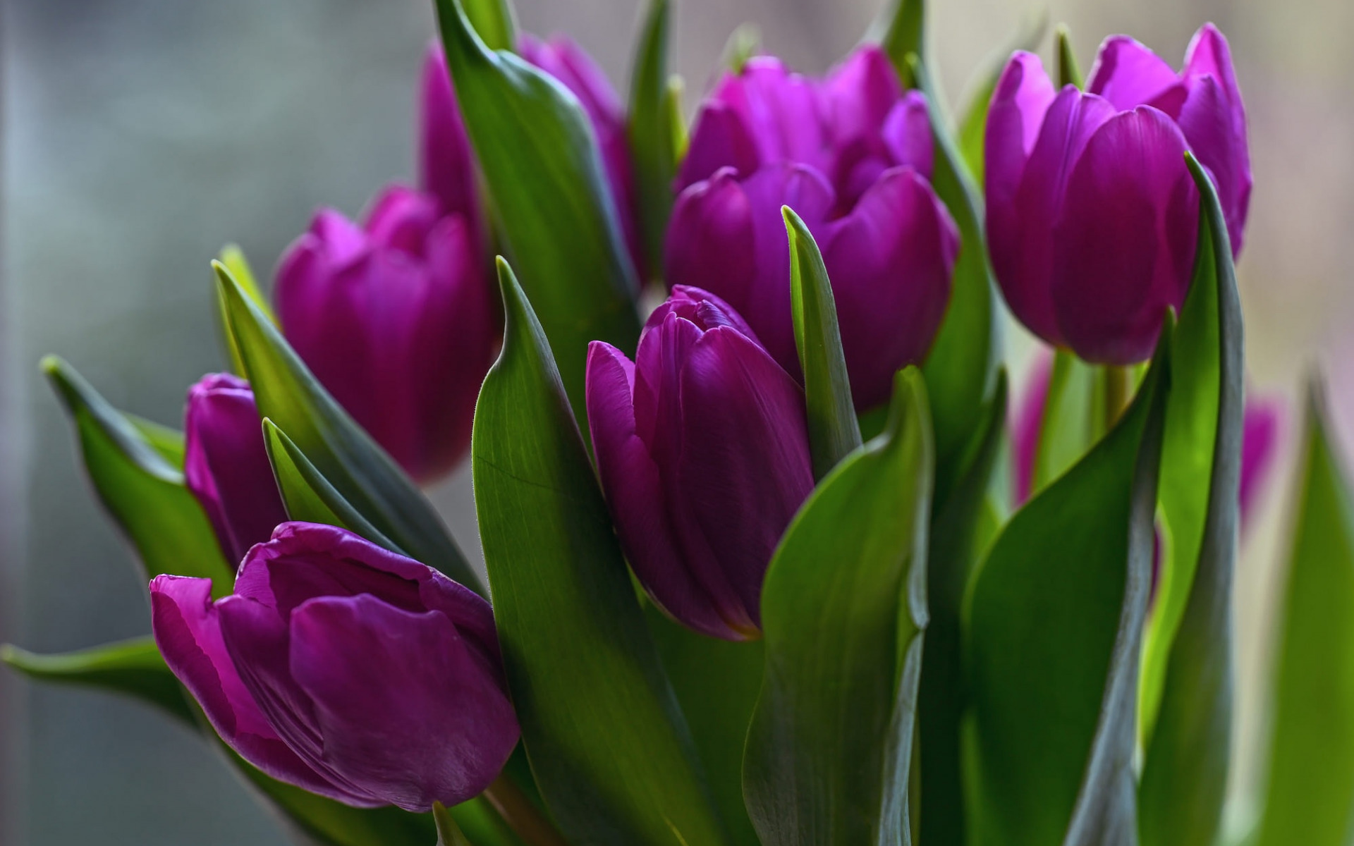 Тюльпан Purple Bouquet