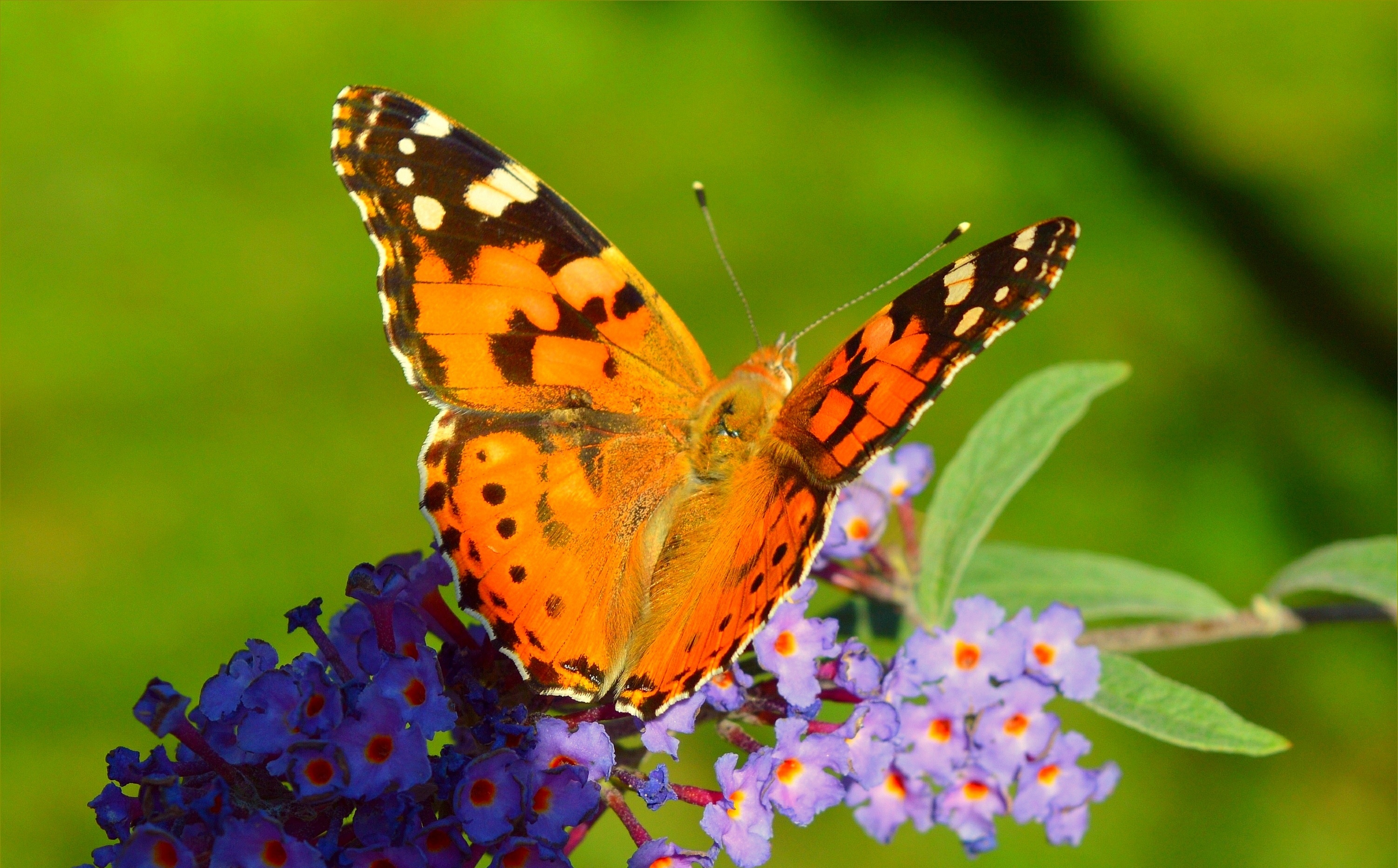 Красивое лето бабочки