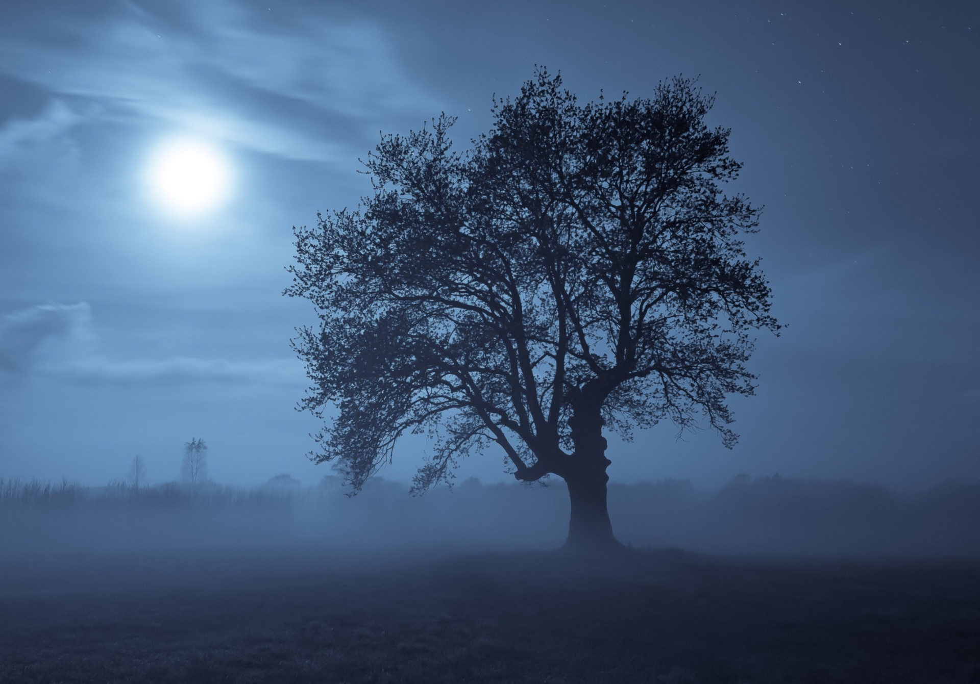 Деревья в тумане ночью