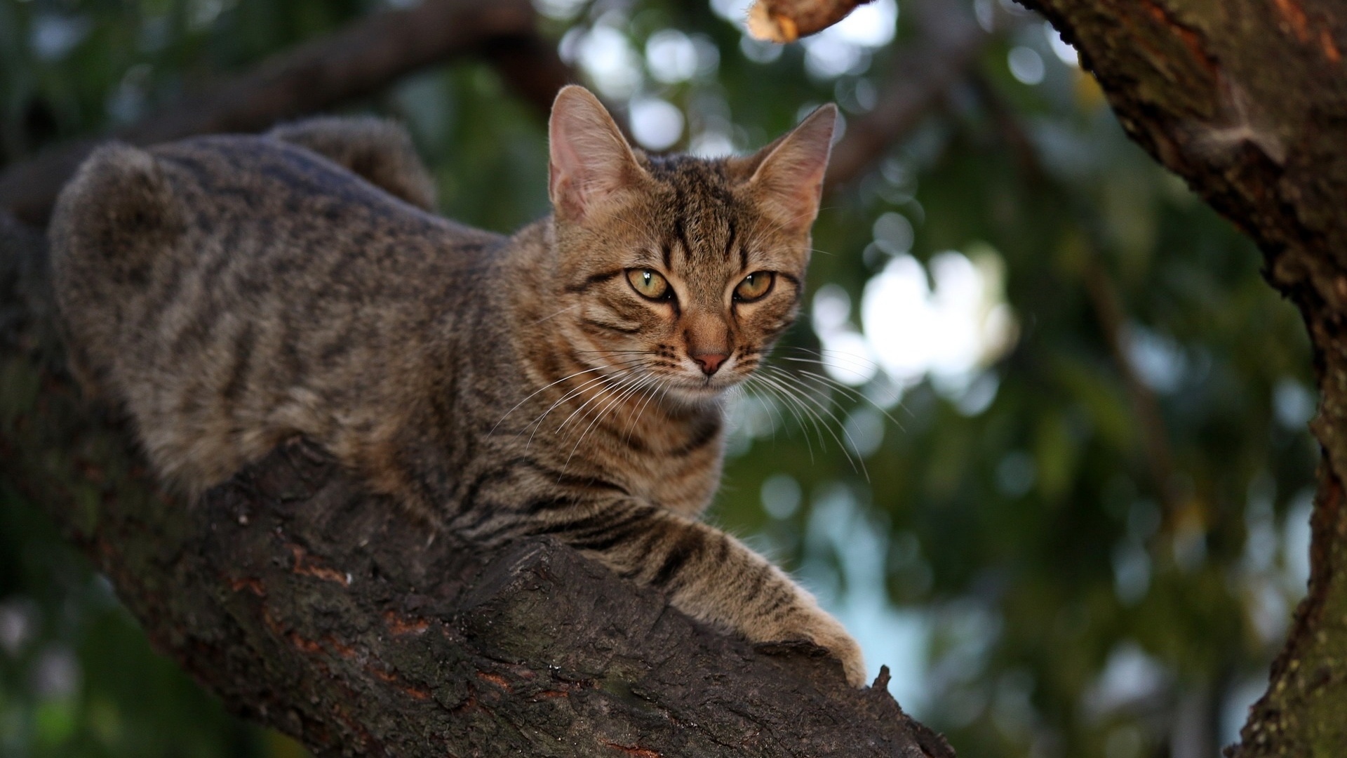 Кот сидит на ветке дерева