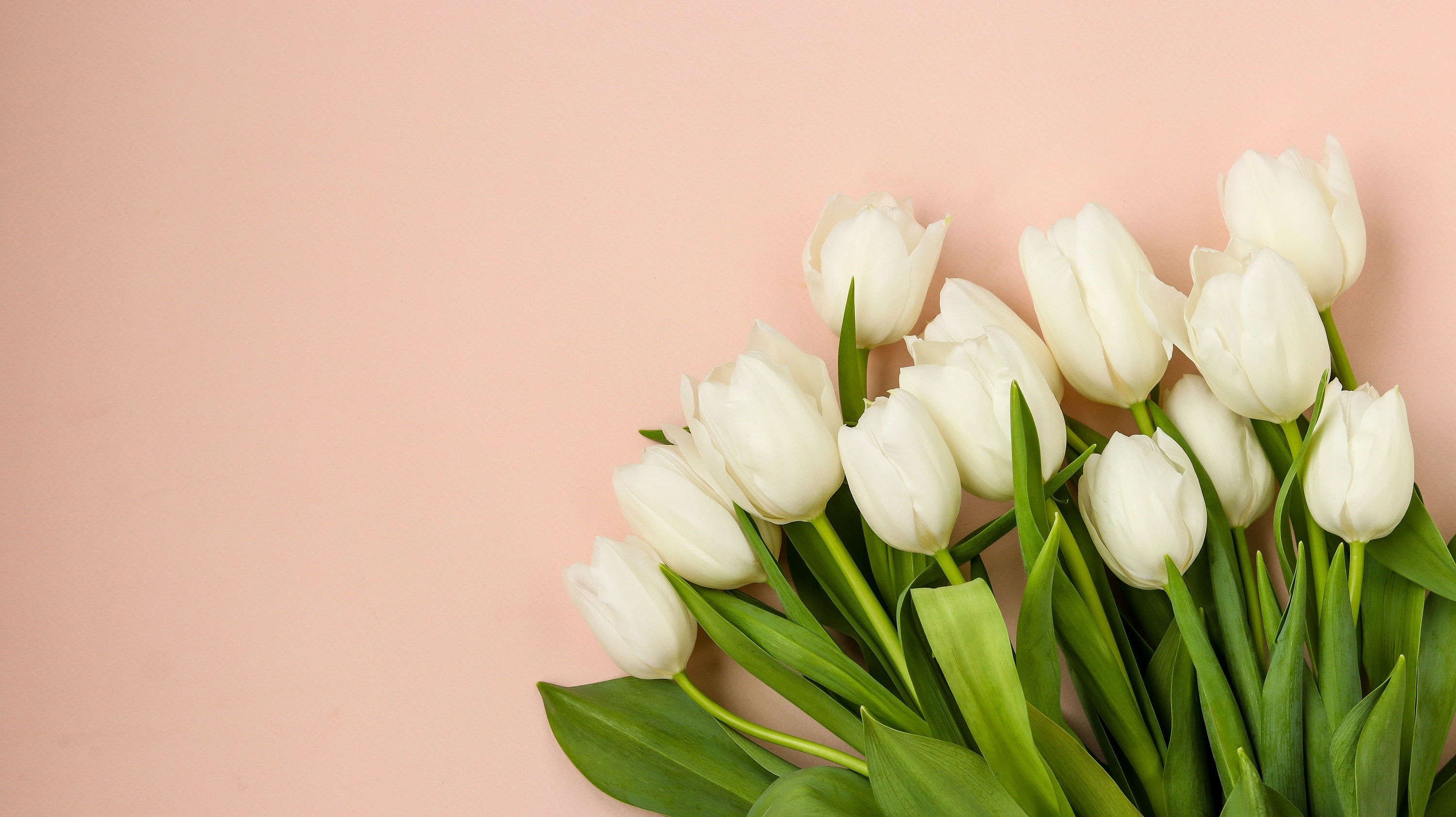 Белые тюльпаны на белом