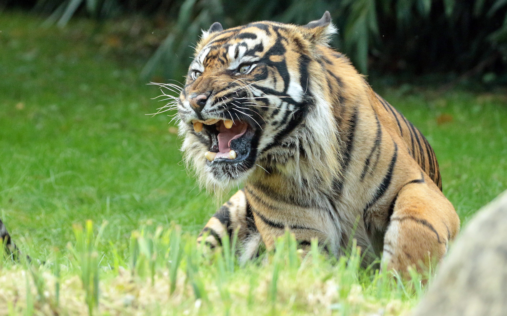 Суматранский тигр злой