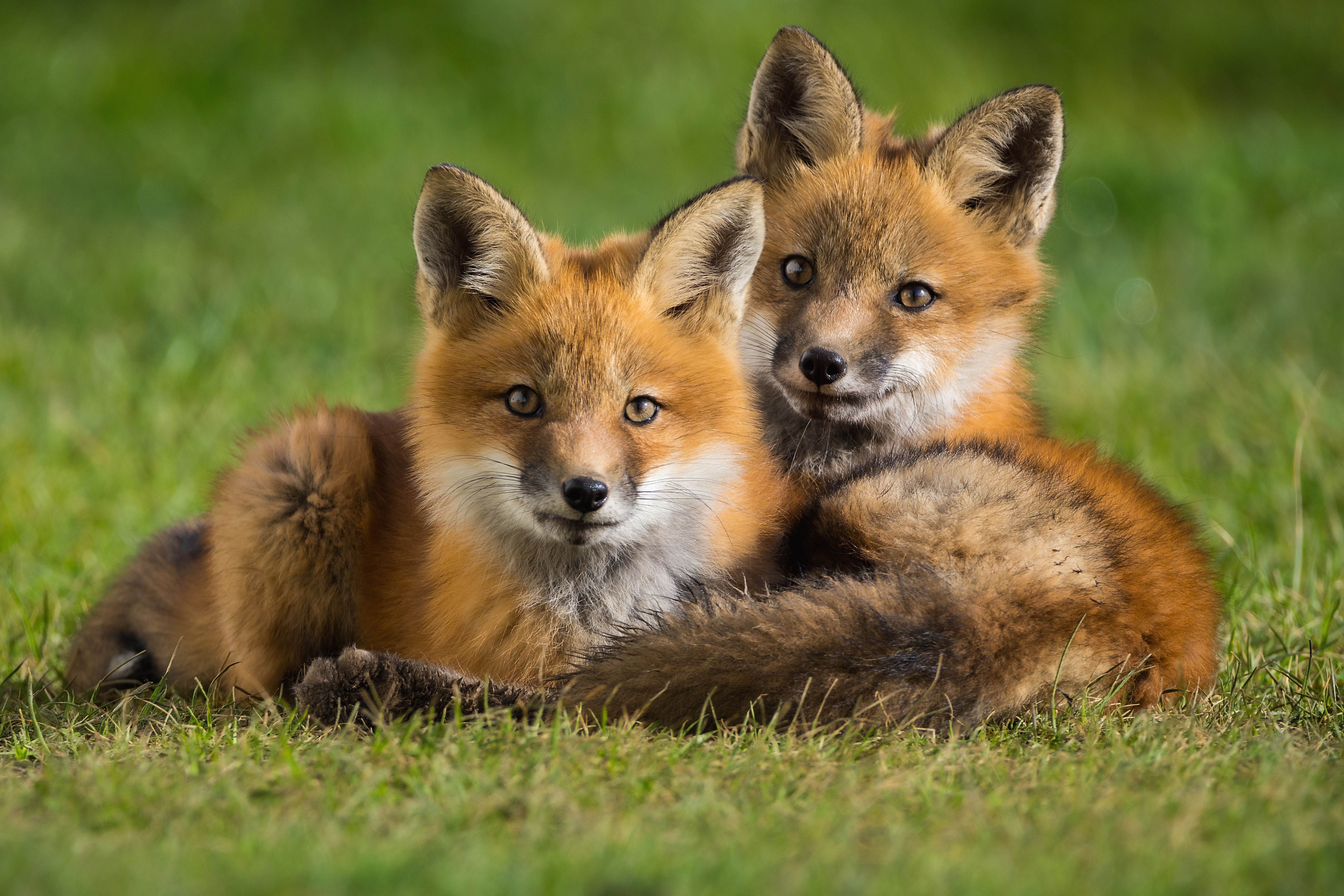 Fox cub. Лиса. Фото лисы. Лисички животные. Детеныш лисы.