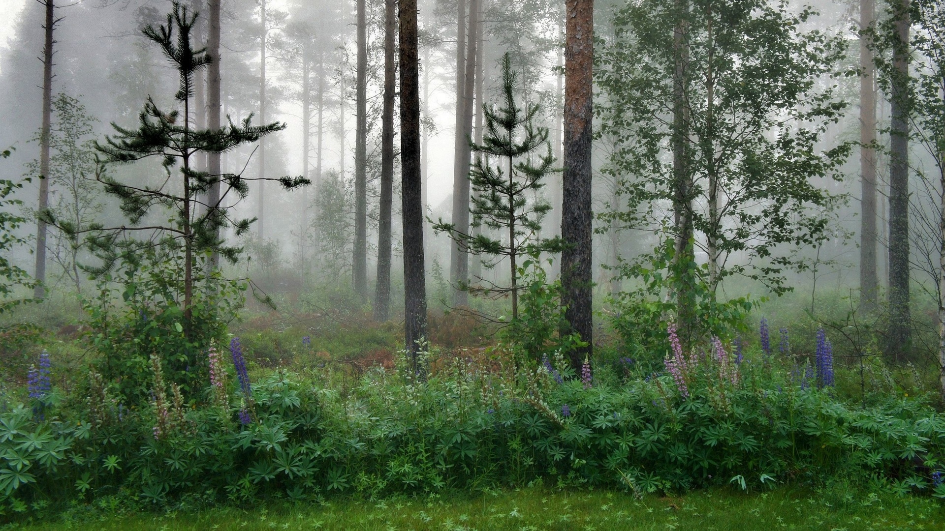 Картина лес в тумане