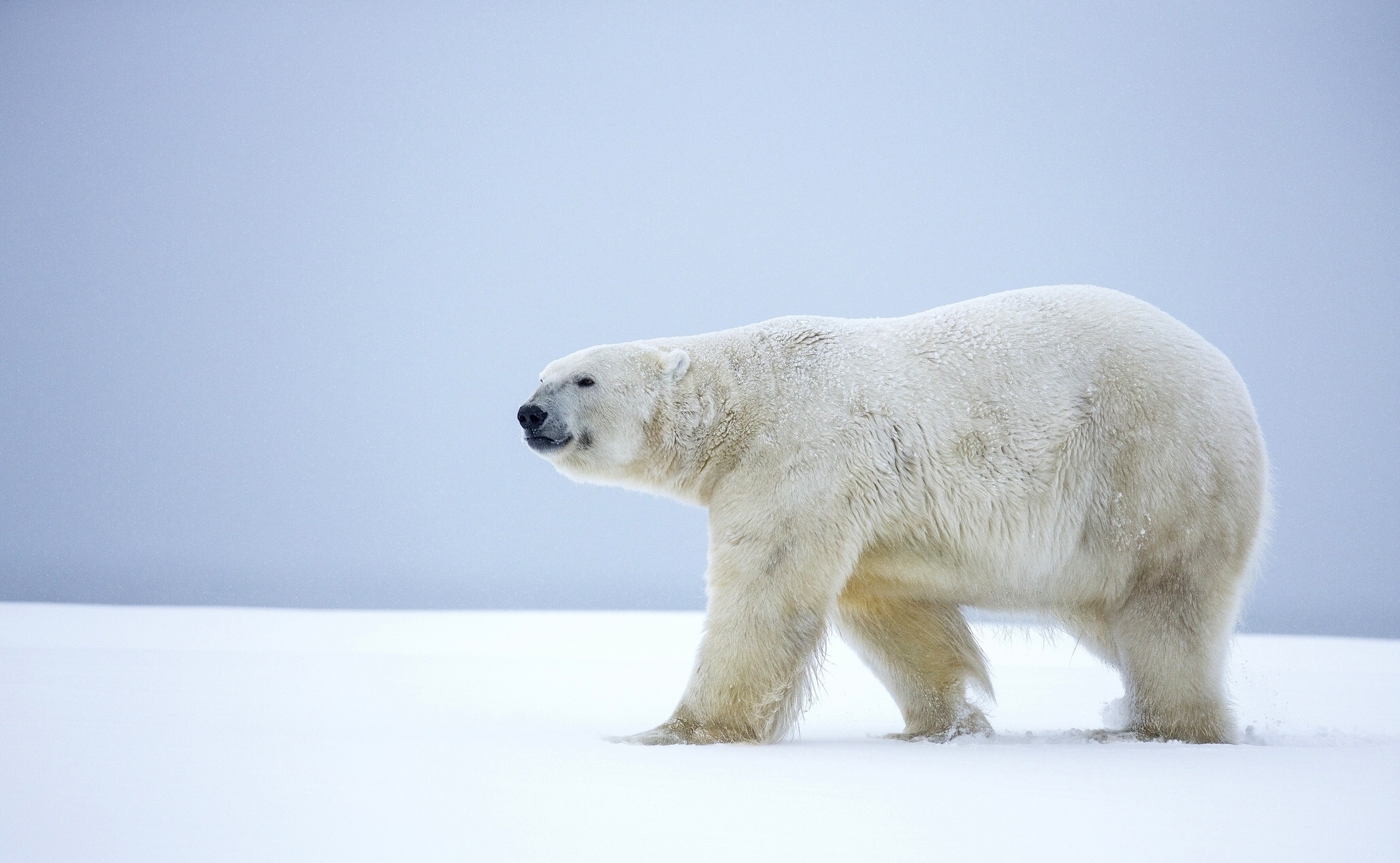 It s ours. Белый медведь (Лаптевская популяция). Полар бир (Polar Bear). Белый мишка. Полярный Медвежонок.